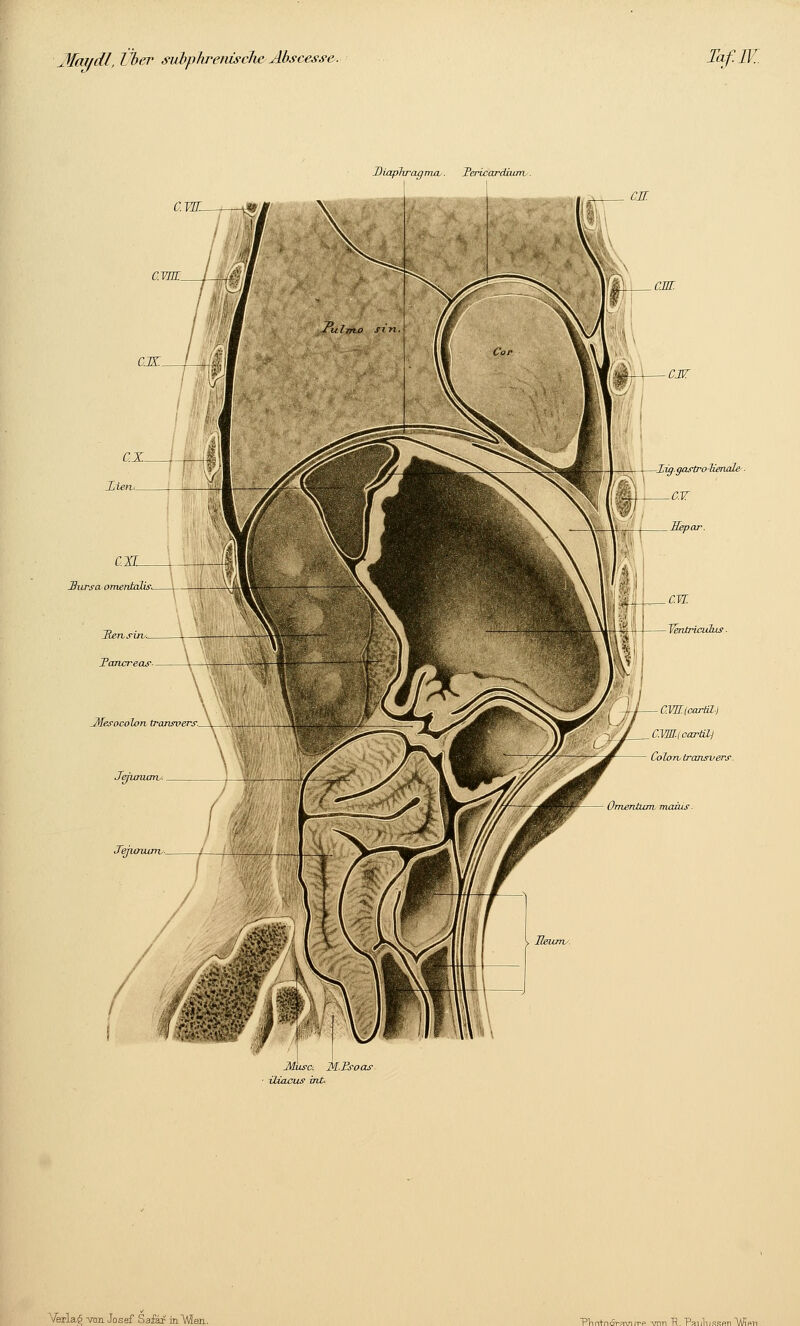 Diaphragma,. Tericardiurrt. awL. -XiggaytroHawUß' ■ Sursa omentalis. ColoTv transi'ers. Tejuraxnv iliacus int PVin+näravi.-rp Tmn R. PaulussHTi Wip