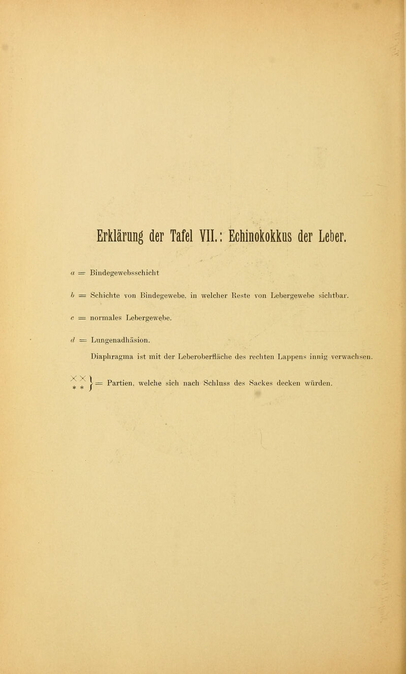 Erklärung der Tafel VII.: Echinokokkus der Leber. a = Bindegewebsschicht h = Schichte von Bindegewebe, in welcher Reste von Lebergewebe sichtbar. c = normales Lebergewebe. ä = Lungenadhäsion. Diaphragma ist mit der Leberoberfläche des recliten Lappens innig verwachsen. XX) > = Partien, welche sich nach Schluss des Sackes decken würden. * * j