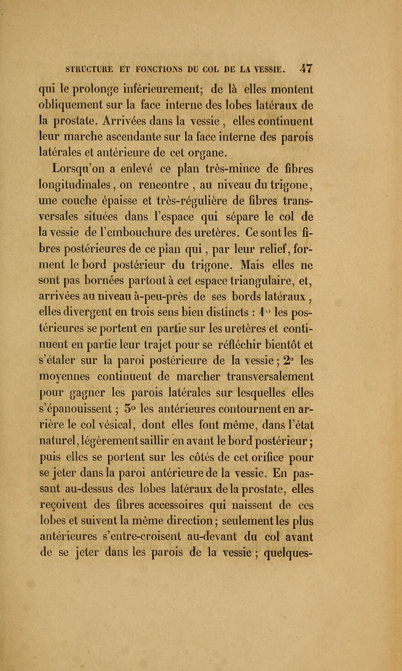 qui le prolonge inférieurement; de là elles montent obliquement sur la face interne des lobes latéraux de la prostate. Arrivées dans la vessie , elles continuent leur marche ascendante sur la face interne des parois latérales et antérieure de cet organe. Lorsqu'on a enlevé ce plan très-mince de fibres longitudinales, on rencontre , au niveau dutrigone, une couche épaisse et très-régulière de fibres trans- versales situées dans l'espace qui sépare le col de la vessie de l'embouchure des uretères. Ce sont les fi- bres postérieures de ce pian qui, par leur relief, for- ment le bord postérieur du trigone. Mais elles ne sont pas bornées partout à cet espace triangulaire, et, arrivées au niveau à-peu-près de ses bords latéraux , elles divergent en trois sens bien distincts : \ ° les pos- térieures se portent en partie sur les uretères et conti- nuent en partie leur trajet pour se réfléchir bientôt et s'étaler sur la paroi postérieure de la vessie ; 2° les moyennes continuent de marcher transversalement pour gagner les parois latérales sur lesquelles elles s'épanouissent ; 5° les antérieures contournent en ar- rière le col vésical, dont elles font même, dans l'état naturel, légèrement saillir en avant le bord postérieur ; puis elles se portent sur les côtés de cet orifice pour se jeter dans la paroi antérieure de la vessie. En pas- sant au-dessus des lobes latéraux de la prostate, elles reçoivent des fibres accessoires qui naissent de ces lobes et suivent la même direction ; seulement les plus antérieures s'entre-croisent au-devant du col avant de se jeter dans les parois de la vessie ; quelques-