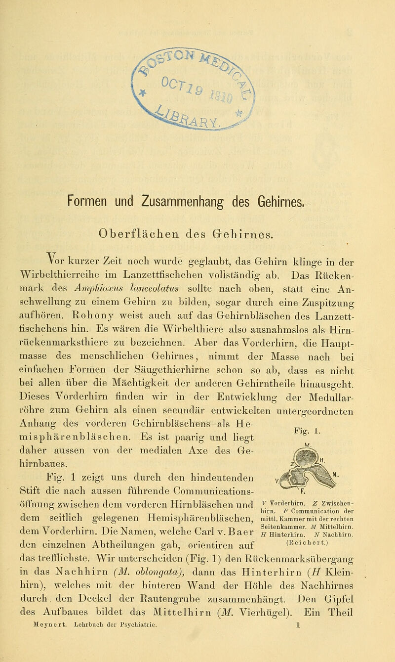 Formen und Zusammenhang des Gehirnes. Oberflächen des Gehirnes. Vor kurzer Zeit noch wurde geglaubt^ das Gehirn klinge in der Wirbelthierreihe im Lanzettfischchen vollständig ab. Das Rücken- mark des ÄmpMoxus lanceolatus sollte nach oben, statt eine An- schwellung zu einem Gehirn zu bilden, sogar durch eine Zuspitzung aufhören. Rohony weist auch auf das Gehirnbläschen des Lanzett- fischchens hin. Es wären die Wirbelthiere also ausnahmslos als Hirn- rückenmarksthiere zu bezeichnen. Aber das Vorderhirn, die Haupt- masse des menschlichen Gehirnes, nimmt der Masse nach bei einfachen Formen der Säugethierhirne schon so ab, dass es nicht bei allen über die Mächtigkeit der anderen Gehirntheile hinausgeht. Dieses Vorderhirn finden wir in der Entwicklung der Medullar- röhre zum Gehirn als einen secundär entwickelten untergeordneten Anhang des vorderen Gehirnbläschens als He- misphärenbläschen. Es ist paarig und liegt daher aussen von der medialen Axe des Ge- hirnbaues. Fig. 1 zeigt uns durch den hindeutenden Stift die nach aussen führende Communications- öffnung zwischen dem vorderen Hirnbläschen und ^^ Vorderhim. z zwischen- . , hirn. F Communication der dem seitlich gelegenen Hemisphärenbläschen, mitti. Kammer mit der rechten j TT 11* Tnw'AT ii/-^ix-> Seitenkammer. M Mittelhirn. dem Vorderhirn, Die JNamen, welche Carl v. Baer ^ Hinterhirn, n Nachhim. den einzelnen Abtheilungen gab, orientiren auf (Reichert.) das trefflichste. Wir unterscheiden (Fig. 1) den Rückenmarksübergang in das Nachhirn (M. ohlongata), dann das Hinter hirn {H Klein- hirn), welches mit der hinteren Wand der Höhle des Nachhirnes durch den Deckel der Rautengrube zusammenhängt. Den Gipfel des Aufbaues bildet das Mittelhirn (M. Vierhügel). Ein Theil