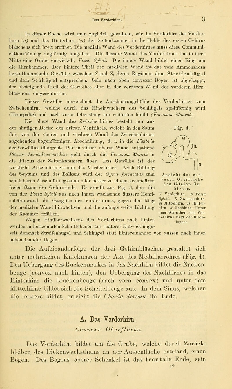 In dieser Ebene wird man zugleich gewahren, wie im Vorderhirn das Vorder- hom (a) mid das Hinterhorn (p) der Seitenkammer in die Höhle des ersten Gehirn- bläschens sich breit eröffnet. Die mediale Wand des Vorderhirnes muss diese Communi- cationsöffnung ringförmig umgeben. Die äussere Wand des Vorderhirnes hat in ihrer Mitte eine Grube entwickelt, Fossa Si/lvii. Die innere Wand bildet einen Ring um die Hirnkammer. Der hintere Theil der medialen Wand ist das vom Ammonshorn heraufkommende Gewölbe zwischen ;S^ und .^, deren Regionen dem Streifenhügel und dem Sehhügel entsprechen. Sein nach oben convexer Bogen ist abgekappt, der absteigende Theil des Gewölbes aber in der vorderen Wand des vorderen Hirn- bläschens eingeschlossen. Dieses Gewölbe umzeichnet die Abschnürungshöhle des Vorderhirnes vom Zwischenhim, welche durch das Hineinwuchern des Sehhügels spaltförmig wird (Hirnspalte) und nach vorne lebenslang am weitesten bleibt (Foramen Monroi). Die obere Wand des Zwischenhirnes besteht nur aus der häutigen Decke des dritten Ventrikels, welche in den Saum Fig. 4. der, von der oberen und vorderen Wand des Zwischenhirnes abgehenden bogenförmigen Abschnürung, d. i. in die Fimbria des Gewölbes übergeht. Der in dieser oberen Wand enthaltene Plexus cliorioideus medius geht durch das Foramen Monroi in die Plexus der Seitenkammern über. Das Gewölbe ist der wirkliche Abschnürungssaum des Vorderhirnes. Nach Bildung des Septums und des Balkens wird der Oyrus fornicatus zum Ansicht der con- scheinbaren Abschnürungssaum oder besser zu einem secundären vexen Oberfläche des fötalen Ge- freien Saum der Gehirnrinde. Es erhellt aus Fig. 3, dass die hirnes. von der Fossa Sylvii aus nach innen wachsende äussere Hemi- V Vorderhirn. ,S Fossa sphärenwand, die Ganglien des Vorderhirnes, gegen den Ring J MittelWrn'''ij''Hi'nter' der medialen Wand hinwachsen, und die anfangs weite Lichtung hirn. N Nachhirn. Unter der Kammer erfüllen. dem Stirntheil des Vor- .,_ TT. ..1 1 1 xT T , . 11., derhirns liegt der Rieoh- Wegen Hmuberwachsens des Vorderhirns nach hinten läppen werden in horizontalen Schnittebenen aus späterer Entwicklungs- zeit demnach Streifenhügel und Sehhügel statt hintereinander von aussen nach innen nebeneinander liegen. Die Aufeinanderfolge der drei Grehirnbläschen gestaltet sich unter mehrfachen Knickungen der Axe des Medullarrohres (Fig. 4). Den Uebergang des Rückenmarkes in das Nachhirn bildet die Nacken- beuge (convex nach hinten), den Uebergang des Nachhirnes in das Hinterhirn die Brückenbeuge (nach vorn convex) und unter dem Mittelhirne bildet sich .die Scheitelbeuge aus. In dem Sinus, welchen die letztere bildet, erreicht die Chorda dorsalis ihr Ende. A. Das Vorderhirn. Convexe Oberfläche. Das Vorderhirn bildet um die Grube, welche durch Zurück- bleiben des Dickenwachsthums an der Aussenfläche entstand, einen Bogen. Des Bogens oberer Schenkel ist das frontale Ende, sein 1*