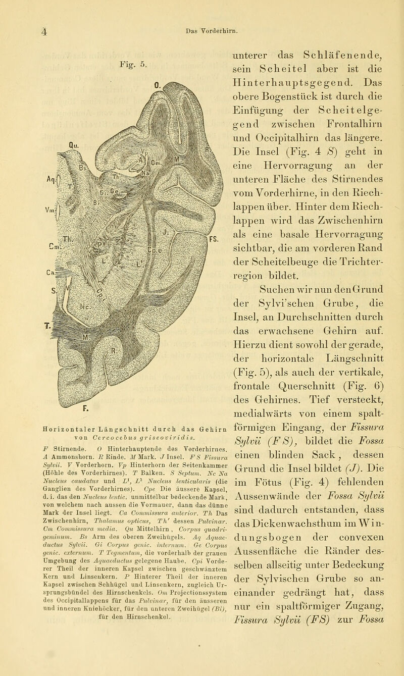 Fig. 5. Horizontaler Längsclinitt durch das Gehirn Ton Cerco ceius griseoviridis. F Stimende. 0 Hinterhauptende des Vorderhirnes. Ä Ammonshorn. R Rinde. 21 Mark. J Insel. F S Fissura Sylvü. V Vorderhorn. Vp Hinterhorn der Seitenkammer (Höhle des Vorderhirnes). T Balken. S Septum. Nc Na Nueletis caudatus und i', L^ Nucleus lenticularis (die Ganglien des Vorderhirnes). Cpe Die äussere Kapsel, d. i. das den Nucleus lentic. unmittelbar bedeckende Mark, von welchem nach aussen die Vormauer, dann das dünne Mark der Insel liegt. Ca Commissura anterior. Th Das Zwischenhirn, Thalamus opticus, Th' dessen Pulvinar. Cm Commissura media. Qu Mittelhirn , Corpus quadri- geminum. Bs Arm des oberen Zweihügels. Aq Aquae- ductus Sylvii. Gi Corpus genic. internum. Ge Corpus genic. externum. T Tegmentum, die vorderhalb der grauen Umgebung des Aquaeductus gelegene Haube. Cpi Vorde- rer Theil der inneren Kapsel zwischen geschwänztem Kern und Linseukern. P Hinterer Theil der inneren Kapsel zwischen Sehhügel und Linsenkern, zugleich Ur- sprungsbündel des Hirnschenkels. Om Projectionssystem des Üccipitallappens für das Pulvinar, für den äusseren und inneren Kniehöcker, für den unteren Zweihügel (Bi), für den Hirnschenkel. unterer das Schläfenende^ sein Scheitel aber ist die Hinterhauptsgegend. Das obere Bogenstück ist durch die Einfügung der Scheitelge- gend zwischen Frontalhirn und Occipitalhirn das längere. Die Insel (Fig. 4 S) geht in eine Hervorragung an der unteren Fläche des Stirnendes vom Vorderhirne, in den Riech- lappen über. Hinter dem Riech- lappen wird das Zwischenhirn als eine basale Hervorragung sichtbar, die am vorderen Rand der Scheitelbeuge die Trichter- region bildet. Suchen wir nun den Grund der Sylvi'schen Grube ^ die Insel, an Durchschnitten durch das erwachsene Gehirn auf. Hierzu dient sowohl der gerade, der horizontale Längschnitt (Fig. 5), als auch der vertikale, frontale Querschnitt (Fig. 6) des Gehirnes. Tief versteckt, medialwärts von einem spalt- förmigen Eingang, der Fissura Sylvii (FS), bildet die Fossa einen blinden Sack, dessen Grund die Insel bildet (J). Die im Fötus (Fig. 4) fehlenden Aussenwände der Fossa Sylvii sind dadurch entstanden, dass das Dickenwachsthum im W i n- dungsbogen der convexen Aussenfläche die Ränder des- selben allseitig unter Bedeckung der Sylvischen Grube so an- einander gedrängt hat, dass nur ein spaltförmiger Zugang, Fissura Sylvii (FS) zur Fossa