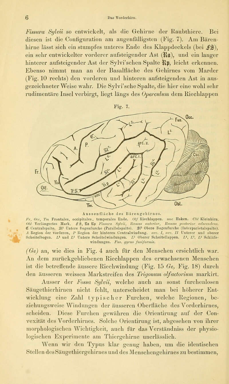 Fissura Sylvii so entwickelt^ als die Gehirne der Raubthiere. Bei diesen ist die Configuration am augenfälligsten (Fig. 7). Am Bären- hirne lässt sich ein stumpfes unteres Ende des Klappdeckels (bei £%), ein sehr entwickelter vorderer aufsteigender Ast (Uli), und ein langer hinterer aufsteigender Ast der Sylvi'schen Spalte Hp, leicht erkennen. Ebenso nimmt man an der Basalfläche des Grehirnes vom Marder (Fig. 10 rechts) den vorderen und hinteren aufsteigenden Ast in aus- gezeichneter Weise wahr. Die Sylvi'sche Spalte, die hier eine wohl sehr rudimentäre Insel verbirgt, liegt längs des Operculum dem Riechlappen Fig. 7. Aussen fläche des Bärengehirnes. Fr, Occ, Tm Frontales, occipitales, temporales Ende. Olf Kiechlappen. unc Haken. Chi Kleinhirn. Obl Verlängertes Mark. £^, Ka Kp Fissura Sylvii, Ramus anterior, Ramus posterior adscendens. (5 Centralspalte. Sl' Untere Bogenfurche (Parallelspalte). Sl^ Obere Bogenfurche (Interparietalspalte). A Region der vorderen, P Region der hinteren Centralwindung. arc. I, arc. II Unterer und oherer Scheitelhogen. i' und L^ Untere Scheitelwindungen, i^ Oberer Scheitellappen. V-, L-, L^ Schläfe- windungen. Fus. gyrus fusiformis. (Cfe) an, wie dies in Fig. 4 auch für den Menschen ersichtlich war. An dem zurückgebliebenen Riechlappen des erwachsenen Menschen ist die betreffende äussere Riechwindung (Fig. 15 Ge^ Fig. 18) durch den äusseren weissen Markstreifen des Trigonum olfactorium markirt. Ausser der Fossa Sylvii, welche auch an sonst furchenlosen Säugethierhirnen nicht fehlt, unterscheidet man bei höherer Ent- wicklung eine Zahl typischer Furchen, welche Regionen, be- ziehungsweise Windungen der äusseren Oberfläche des Vorderhirnes, scheiden. Diese Furchen gewähren die Orientirung auf der Con- vexität des Vorderhirnes. Solche Orientirung ist, abgesehen von ihrer morphologischen Wichtigkeit, auch für das Verständniss der physio- logischen Experimente am Thiergehirne unerlässlich. Wenn wir den Typus klar genug haben, um die identischen Stellen desSäugethiergehirnes und des Menschengehirnes zu bestimmen,