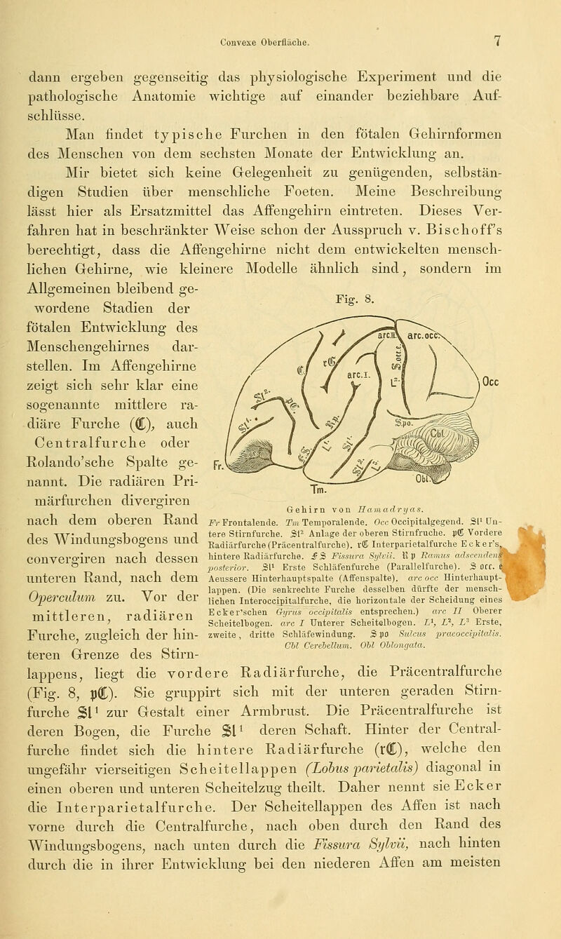 dann ergeben gegenseitig das physiologische Experiment und die pathologische Anatomie wichtige auf einander beziehbare Auf- schlüsse. Man findet typische Furchen in den fötalen Gehirnformen des Menschen von dem sechsten Monate der Entwicklung an. Mir bietet sich keine Grelegenheit zu genügenden, selbstän- digen Studien über menschliche Foeten. Meine Beschreibung lässt hier als Ersatzmittel das Affengehirn eintreten. Dieses Ver- fahren hat in beschränkter Weise schon der Ausspruch v. Bischoff s berechtigt, dass die Affengehirne nicht dem entwickelten mensch- lichen Gehirne, wie kleinere Modelle ähnlich sind, sondern im Allgemeinen bleibend ge- Fiff. 8, wordene Stadien der fötalen Entwicklung des Menschengehirnes dar- stellen. Im Affengehirne zeigt sich sehr klar eine sogenannte mittlere ra- diäre Furche (ÖC)_, auch Centralfurche oder Rolando'sche Spalte ge- nannt. Die radiären Pri- märfurchen divergiren Gehirn von Hamadryas. nach dem oberen Rand f>- Frontalencle. Tm Tempoialende. Occ Occipitalgegend. Sl' üu- 1 XÄT A T-vrin-o a n-nrl tere Stirnfurclie. Sl^ Anlage der oTjeren Stirnfruche. pffi Vordere CieS VV maungSDOgenS Una RadiärfurcheCPräcentralfurclie). vffi Interparietalfurche Ecker'Sj^ COnverS'iren nach dessen Mntere Eadiärfurche. £ 2' Fissiira Sylvii. ^p Eanms adscendeiii ^ l^osttrior. W Erste Schläfenfurche (Parallelfurche). S OCC. unteren Rand, nach dem Aeussere Hinterhauptspalte (Affenspalte), arc occ, Hinterhaupt ^ , TT . 1 läppen. (Die senkrechte Furche desselben dürfte der mensch- Upe7^CUlum zu. V Or Cier ücj^en Interoccipitalfurche, die horizontale der Scheidung eines mif^-loTCT-i varliärpn Ecker'schen G-ijrus occipitalis entsprechen.) arc II Oberer mittl01L.n, iclUidiuii ge^jgj^gi^ogejj arc / Unterer Scheitelbogen, i», iS i' Erste, Furche ZUO'leich der hin- zweite, dritte ScWafewindung. S po Sulcus praeoecipitalts. ' ^ CU Cerehellum. Oll Ollongata. teren Grenze des btirn- lappens, liegt die vordere Radiär furche, die Präcentralfurche (Fig. 8, pC). Sie gruppirt sich mit der unteren geraden Stirn- furche 3V zur Gestalt einer Armbrust. Die Präcentralfurche ist deren Bogen, die Furche SM deren Schaft. Hinter der Central- furche findet sich die hintere Radiärfurche (rC), welche den ungefähr vierseitigen Scheitellappen (Lohnsparietalis) diagonal in einen oberen und unteren Scheitelzug theilt. Daher nennt sie Ecker die Interparietalfurche. Der Scheitellappen des Affen ist nach vorne durch die Centralfurche, nach oben durch den Rand des Windungsbogens, nach unten durch die Fissura Sylvii, nach hinten durch die in ihrer Entwicklung bei den niederen Affen am meisten