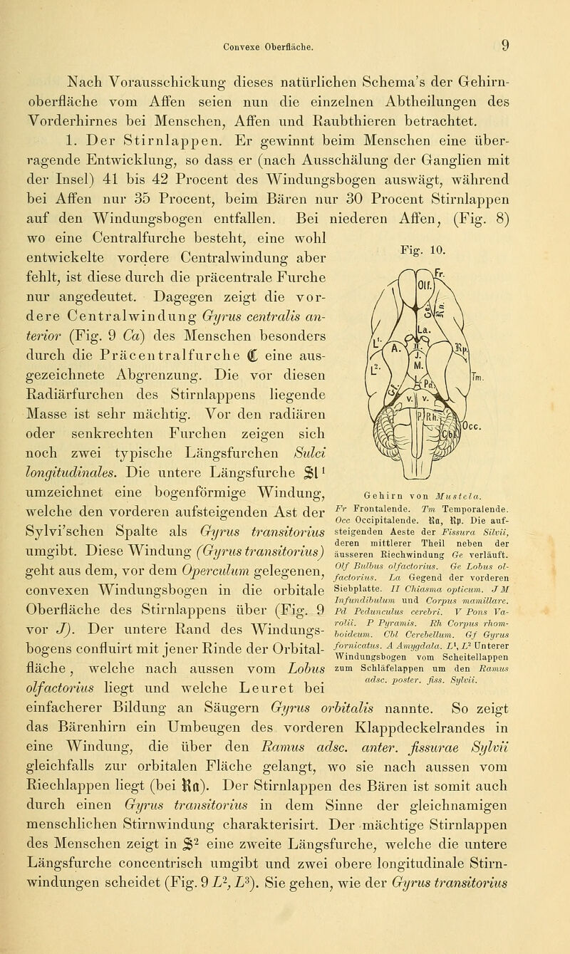 Nach Vorausschickung- dieses natürlichen Schema's der Gehirn- oberfläche vom Affen seien nun die einzelnen Abtheilungen des Vorderhirnes bei Menschen, Affen und Raubthieren betrachtet. 1. Der Stirnlappen. Er gewinnt beim Menschen eine über- ragende Entwicklung, so dass er (nach Ausschälung der Ganglien mit der Insel) 41 bis 42 Procent des Windungsbogen auswägt, während bei Affen nur 35 Procent, beim Bären nur 30 Procent Stirnlappen auf den Windungsbogen entfallen. Bei niederen Affen, (Fig. 8) wo eine Centralfurche besteht, eine wohl entwickelte vordere Centralwindung aber fehlt, ist diese durch die präcentrale Furche nur angedeutet. Dagegen zeigt die vor- dere Centralwindung Gyrus centralis an- terior (Fig. 9 Ca?) des Menschen besonders durch die Präcentralfurche C eine aus- gezeichnete Abgrenzung. Die vor diesen Radiärfurchen des Stirnlappens liegende Masse ist sehr mächtig. Vor den radiären oder senkrechten Furchen zeigen sich noch zwei typische Längsfurchen Sulci longitudinales. Die untere Längsfurche Sl ^ umzeichnet eine bogenförmige Windung, Gehirn von uusMa. welche den vorderen aufsteigenden Ast der ^'' ^rotaiende. Tm Temporalende. ° Occ Occipitalende. Ko, Kp. Die auf- Sjlvi'schen Spalte als Gyrus transitOriuS steigenden Aeste der Ftssura Silva, .-• -f-^. Tir* 1 /-/^ • • \ deren mittlerer Theil nehen der umgibt. Diese \Nmdnw^ (Gyrus transitorms) äusseren Kiechwindung (?e verutift. geht aus dem, vor dem Operculum gelegenen, ^^/ -B»^&^*s oifactonus Ge loMs oi- O 7 s O O 7 factonus. La Gegend der vorderen convexen Windungsbogen in die orbitale sietpiatte. // cuasma opumm. jm n 1 1 ci • 1 1 /-T-T- r\ -'^™/'''^^M™ ifd Corpus mamülarc. Überfläche des Stirnlappens über (Fig. 9 Pd Pedmimhis cerebri. v Pons va- T\ T\ j. TD J J IKT' 1 roUi. P Pyramis. Rh Corpus rhom- vor J). Der untere Kand des Wmdungs- 6,,-^^«™. chi Cereieiium. g/ Gyrus bogens confluirt mit iener Rinde der Orbital- forni^^ctusAÄmygdaiaL\L^ unterer ^ «^ Windungshogen vom Scheltellappen fläche , welche nach aussen vom LobuS zum Schläfelappen um den Ramus ■j „ -Ti 1 11 T !• adsc. poste.r. fiss. Sylvii. oifactonus hegt und welche Leuret bei einfacherer Bildung an Säugern Gyrus orhitalis nannte. So zeigt das Bärenhirn ein Umbeugen des vorderen Klappdeckelrandes in eine Windung, die über den Ramus adsc. anter. ßssurae Sylvii gleichfalls zur orbitalen Fläche gelangt, wo sie nach aussen vom Riechlappen liegt (bei Ha). Der Stirnlappen des Bären ist somit auch durch einen Gyrus transitorius in dem Sinne der gleichnamigen menschlichen Stirnwindung charakterisirt. Der mächtige Stirnlappen des Menschen zeigt in ^2 q\^^q zweite Längsfurche, welche die untere Längsfurche concentrisch umgibt und zwei obere longitudinale Stirn-