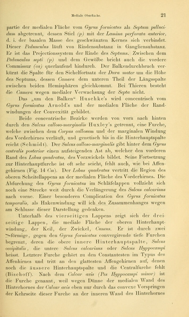 partie der medialen Fläche vom Gyrus fornicatus als S&ptum jpelluci- dum abgetrennt, dessen Stiel (p) mit der Lamina perforata anterior, d. i. der basalen Masse des geschwänzten Kernes sich verbindet. Dieser Pedunculus läuft von Rindensubstanz in Gangliensubstanz. Er ist das Projectionssystem der Rinde des Septums. Zwischen dem Pedunculus septi (p) und dem Gewölbe bricht auch die vordere Commissur (ca) querlaufend hindurch. Der Balkendurchbruch ver- kürzt die Spalte für den Sichelfortsatz der Dura mater um die Höhe des SeptumS;, dessen Camera dem unteren Theil der Längsspalte zwischen beiden Hemisphären gleichkommt. Bei Thieren besteht die Camera wegen medialer Verwachsung der Septa nicht. Das „um den Balken Huschke's wird concentrisch vom Gyrus fornicatus Arnold's und der m.edialen Fläche der Rand- windungen der Convexität gebildet. Beide concentrische Bezirke werden von vorn nach hinten durch den Sidcus calloso-marginalis Huxley's getrennt, eine Furche, Avelche zwischen dem Corpus callosum und der marginalen Windung des Vorderhirnes verläuft, und genetisch bis in die Hinterhauptspalte reicht (Schmidt). Der Sulcus calloso-marginalis gibt hinter dem Gyrus centralis posterior einen aufsteigenden Ast ab, welcher den vorderen Rand des Lohns quadi^atus, des Vorzwickels bildet. Seine Fortsetzung zur Hintei^hauptfurche ist oft sehr seicht, fehlt auch, wie bei Aflfen- gehirnen (Fig. 14 Cm). Der Lobus qiiadratus vertritt die Region des oberen Scheitellappens an der medialen Fläche des Vorderhirnes. Die Abfurchung des Gyrus fornicatus im Schläfelappen vollzieht sich noch eine Strecke weit durch die Verlängerung des Sulcus calcarinus nach vorne. Einer besonderen Complication des Gyrus fornicatus temporalis, als Hakenwindung will ich des Zusammenhanges wegen am Schlüsse dieser Darstellung gedenken. Unterhalb des vierseitigen Lappens zeigt sich der drei- seitige Lappen, die mediale Fläche der oberen Hinterhaupt- windung, der Keil, der Zwickel, Cuneus. Er ist durch zwei >>förmige, gegen den Gyrus fornicatus convergirende tiefe Furchen begrenzt, deren die obere innere Hinterhauptspalte, Sulcus occipitalis, die untere Sidcus calcarinus oder Sulcus Hyppocampi heisst. Letztere Furche gehört zu den Constantesten im Typus des Affenhirnes und tritt an den glattesten Affengehirnen auf, denen noch die äussere Hinterhauptspalte und die Centralfurche fehlt (Bischoff). Nach dem Calcar avis (Pes Hyppocampi minor) ist die Furche genannt, weil wegen Dünne der medialen Wand des Hinterhornes der Calcar avis eben nur durch das convexe Vorspringen der Kehrseite dieser Furche an der inneren Wand des Hinterhornes