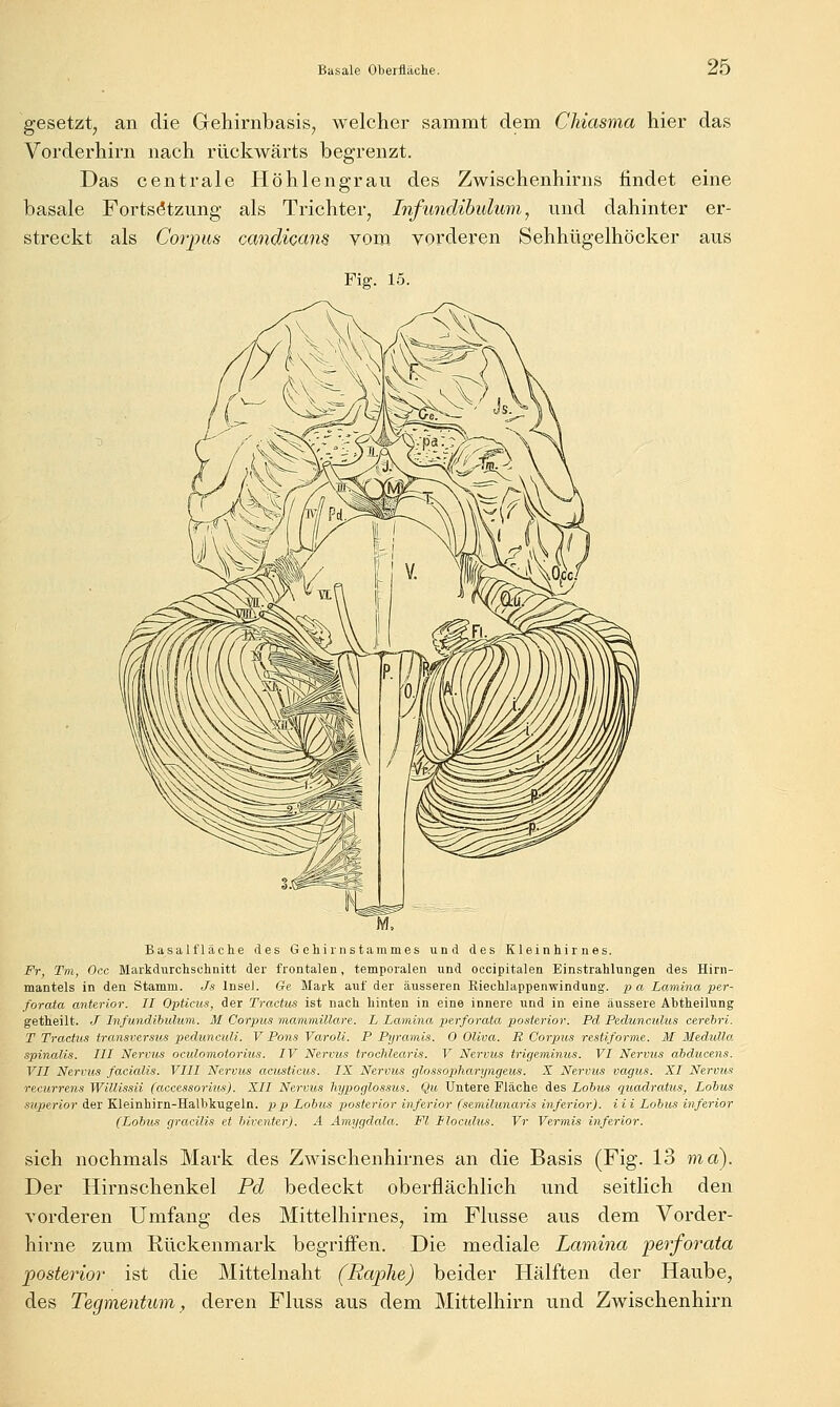 gesetzt, an die Gehinibasis, welcher sammt dem Chiasma hier das Vorderhirn nach rückwärts begrenzt. Das centrale Höhlengrau des Zwischenhirns findet eine basale Fortsetzung als Trichter, Infundibulum, und dahinter er- streckt als Corpus candicans vom vorderen Sehhügelhöcker aus Fig. 15. Basal fläche des Gchiinstammes und des Kleinhirnes. Fr, Tm, Occ Markdurchsuhnitt der frontalen, temporalen und occipitalen Einstrahlungen des Hirn- mantels in den Stamm. Js Insel. Ge Mark auf der äusseren Kiechlappenwindung. pa Lamina per- forata anterior. II Opticus, der Tractus ist nach hinten in eine innere und in eine äussere Abtheilung getheilt. J Infundihuhim. M Corpus mammillare. L Lamina perforata posterior. Pd Pedunculus cerebri. T Tractus transversus pedunculi. V Pons Varoli. P Pyramis. 0 OUva. S, Corpus restiforme. M Medulla spinalis. III Nervus ocidomotorius. IV Nervus trochlearis. V Nervus trigeminus. VI Nervus abducens. VII Nervus facialis. VIII Nervus acusticus. IX Nervus glossojjJiaryngeus. X Nervus vagus. XI Nervus recurrens Willissii (accessorius). XII Nervus Tiypoglossus. Qu Untere Fläche des Lohus quaclratus, Loius superior der Kleinhirn-Halbkugeln. p>p Lohus posterior inferior (semilunaris inferior), iii Lohns inferior (Lohus gracilis et hiventer). A Amygdcda. Fl tlocidus. Vr Vermis inferior. sich nochmals Mark des Zwischenhirnes an die Basis (Fig. 13 ma). Der Hirnschenkel Pd bedeckt oberflächlich und seitlich den vorderen Umfang des Mittelhirnes, im Flusse aus dem Vorder- hirne zum Rückenmark begriffen. Die mediale Lamina perforata posterior ist die Mittelnaht (Raphe) beider Hälften der Haube, des Tegmentibm f deren Fluss aus dem Mittelhii-n und Zwischenhirn