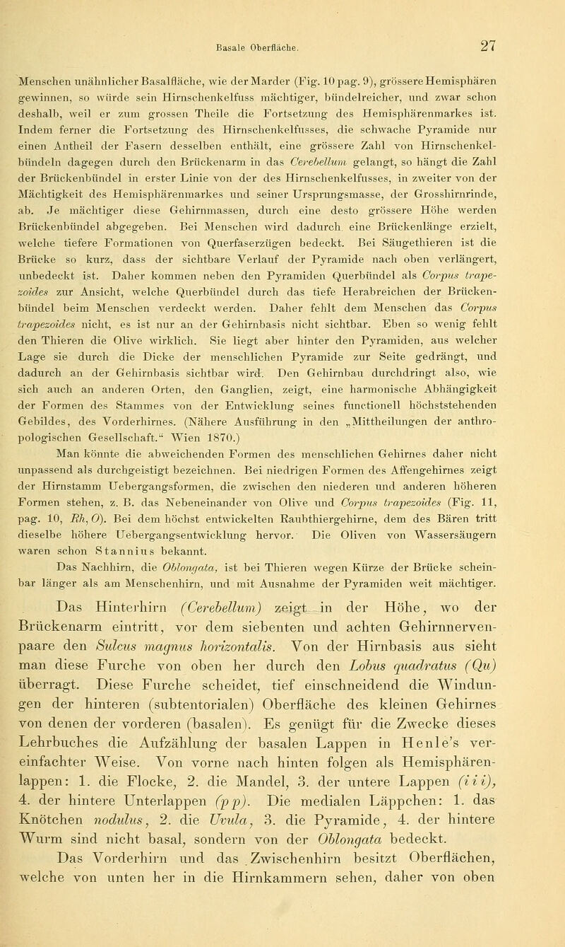 Menschen unähnlicher Basalfläche, wie der Marder (Fig. lOpag. 9), grössere Hemisphären gewinnen, so würde sein Hirnschenkelfuss mächtiger, biindelreicher, und zwar schon deshalb, weil er zum grossen Theile die Fortsetzung des Hemisphärenmarkes ist. Indem ferner die Fortsetzung des Hirnschenkelfusses, die schwache Pyramide nur einen Antheil der Fasern desselben enthält, eine grössere Zahl von Hirnschenkel- biindeln dagegen durch den Briickenarm in das Gerebellimi gelangt, so hängt die Zahl der Brückenbündel in erster Linie von der des Hirnschenkelfusses, in zweiter von der Mächtigkeit des Hemisphärenmarkes und seiner Ursprungsmasse, der Grosshirnrinde, ab. Je mächtiger diese Gehirnmassen, durch eine desto grössere Höhe werden Brückenbündel abgegeben. Bei Menschen wird dadurch eine Brückenlänge erzielt, welche tiefere Formationen von Querfaserzügen bedeckt. Bei Säugethieren ist die Brücke so kurz, dass der sichtbare Verlauf der Pyramide nach oben verlängert, unbedeckt ist. Daher kommen neben den Pyramiden Querbündel als Corpus trape- zoicles zur Ansicht, welche Querbündel durch das tiefe Herabreichen der Brücken- bündel beim Menschen verdeckt werden. Daher fehlt dem Menschen das Corpus b^apezoides nicht, es ist nur an der Gehirnbasis nicht sichtbar. Eben so wenig fehlt den Thieren die Olive wirklich. Sie liegt aber hinter den Pyramiden, aus welcher Lage sie durch die Dicke der menschlichen Pyramide zur Seite gedrängt, und dadurch an der Gehirnbasis sichtbar wird. Den Gehirnbau durchdringt also, wie sich auch an anderen Orten, den Ganglien, zeigt, eine harmonische Abhängigkeit der Formen des Stammes von der Entwicklung seines functionell höchststehenden Gebildes, des Vorderhirnes. (Nähere Ausführung in den „Mittheilungen der anthro- pologischen Gesellschaft. Wien 1870.) Man köimte die abweichenden Formen des menschlichen Gehirnes daher nicht unpassend als durchgeistigt bezeichnen. Bei niedrigen Formen des Affengehirnes zeigt der Hirnstamm Uebergangsformen, die zwischen den niederen und anderen höheren Formen stehen, z. B. das Nebeneinander von Olive und Corpus trapezoides (Fig. 11, pag. 10, Rh, 0). Bei dem höchst entwickelten Raubthiergehirne, dem des Bären tritt dieselbe höhere Uebergangsentwicklung hervor. Die Oliven von Wassersäugern waren schon Stannius bekannt. Das Nachhirn, die Oblongata, ist bei Thieren wegen Kürze der Brücke schein- bar länger als am Menschenhirn, und mit Ausnahme der Pyramiden weit mächtiger. Das Hinterhirn (Cerehellum) zeigt in der Höhe, wo der Brückenarm eintritt, vor dem siebenten und achten Gehirnnerven- paare den Sulcus magnus liorizontalis. Von der Hirnbasis aus sieht man diese Furche von oben her durch den Lohns quadratus (Qu) überragt. Diese Furche scheidet, tief einschneidend die Windun- gen der hinteren (subtentorialen) Oberfläche des kleinen Gehirnes von denen der vorderen (basalen). Es genügt für die Zwecke dieses Lehrbuches die Aufzählung der basalen Lappen in Henle's ver- einfachter Weise. Von vorne nach hinten folgen als Hemisphären- lappen: 1. die Flocke, 2. die Mandel, 3. der untere Lappen (iii), 4. der hintere Unterlappen (ppj. Die medialen Läppchen: 1. das Knötchen noduhis, 2. die Uvula, 3. die Pyramide, 4. der hintere Wurm sind nicht basal, sondern von der Ohlongata bedeckt. Das Vorderhirn und das Zwischenhirn besitzt Oberflächen, welche von unten her in die Hirnkammern sehen, daher von oben