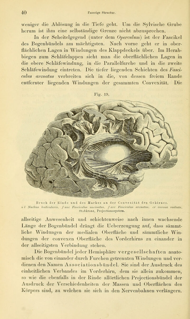 weniger die Ablösung in die Tiefe geht. Um die Sylvische Grube herum ist ihm eine selbständige Grenze nicht abzusprechen. In der Scheitelgegend (unter dem Operculum) ist der Fascikel des Bogenbündels am mächtigsten. Nach vorne geht er in ober- flächlichen Lagen in Windungen des Klappdeckels über. Im Herab- biegen zum Schläfelappen sieht man die oberflächlichen Lagen in die obere Schläfewindung, in die Parallelfurche und in die zweite Schläfewindung eintreten. Die tiefer liegenden Schichten des Fasci- culus arcuatus verbreiten sich in die, von dessen freiem Rande entfernter liegenden Windungen der gesammten Convexität. Die Fig. 19. Bruch der Rinde und des Markes an der Convexität des Gehirnes. n l Nucleus lenticularis, f unc Fasciculit-s iincinatus. f arc Fasciculus arcuatus. er Corona radiata. Stahkranz, Projectionssystem. allseitige Anwesenheit und schichtenweise nach innen wachsende Länge der Bogenbündel drängt die Ueberzeugung auf, dass sämmt- liche Windungen der medialen Oberfläche und sämmtliche Win- dungen der convexen Oberfläche des Vorderhirns zu einander in der allseitigsten Verbindung stehen. Die Bogenbündel jeder Hemisphäre vergesellschaften anato- misch die von einander durch Furchen getrennten Windungen und ver- dienen den Namen Associationsbündel. Sie sind der Ausdruck des einheitlichen Verbandes im Vorderhirn, dem sie allein zukommen, so wie die ebenfalls in der Rinde allörtlichen Projectionsbündel der Ausdruck der Verschiedenheiten der Massen und Oberflächen des Körpers sind, zu welchen sie sich in den Nervenbahnen verlängern.