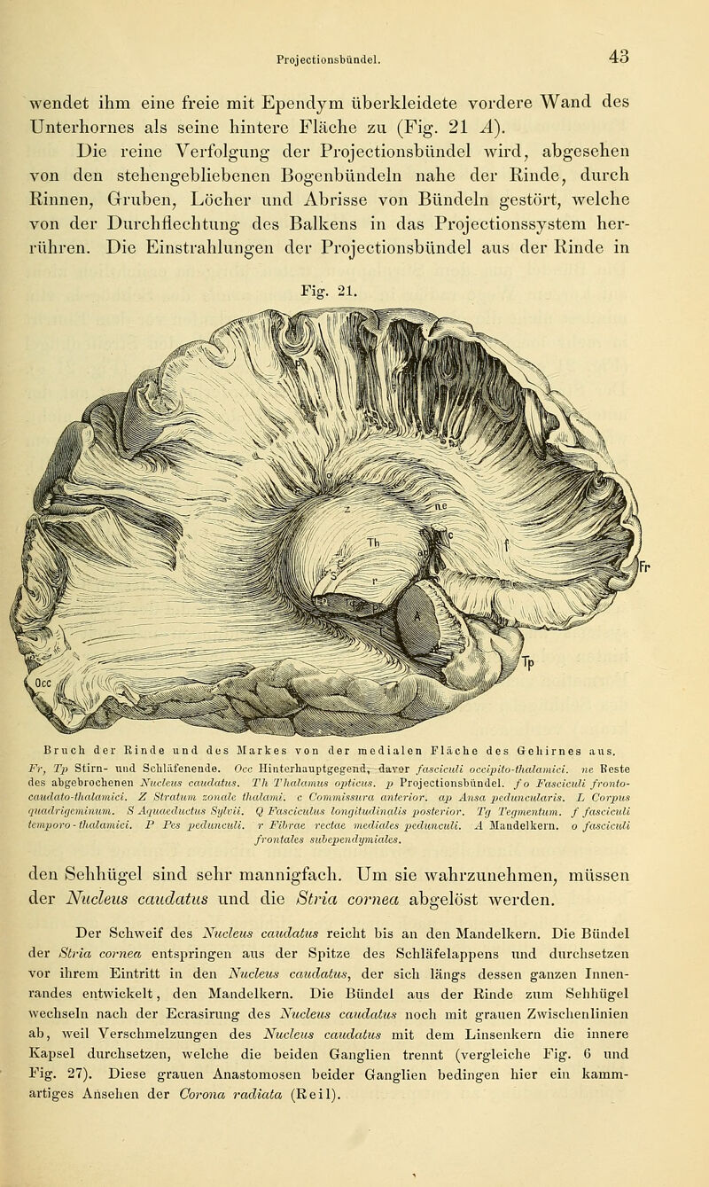 wendet ihm eine freie mit Ependym überkleidete vordere Wand des Unterhornes als seine hintere Fläche zu (Fig. 21 Ä). Die reine Verfolgung der Projectionsbündel wird, abgesehen von den stehengebliebenen Bogenbündeln nahe der Rinde, durch Rinnen, Gruben, Löcher und Abrisse von Bündeln gestört, welche von der Durchflechtung des Balkens in das Projectionssystem her- rühren. Die Einstrahlungen der Projectionsbündel aus der Rinde in Fig. 21. Bruch der Binde und des Markes von der medialen Fläche des Gehirnes aus. Fr, Tp Stirn- und Schläfenende. Occ Hinterhauptgegend, davor fasciculi occipito-thalamici. ne Feste des abgebrochenen Nuchus ccmdatus. Th Thalanus opticus, p Projectionsbündel. f o Fasciculi fronto- caudato-thalamici. Z Stratum zonale tlialami. c C'ommissura anterior, ap Alisa peduncularis. L Corpus quadrigemimim. S Aquaeductus Sylvii. Q Fascieulus longitudinalis posterior. Tg Tegmentum. f fasciculi temporo-tlialamici. P Pes pedunculi. r Fihrae rectae mediales peduneuU. A Maadelkern. o fasciculi frontales subependymiales. den Sehhügel sind sehr mannigfach. Um sie wahrzunehmen, müssen der Nucleus ccmdatus und die Stria cornea abgelöst werden. Der Schweif des Nucleus cmidatus reicht bis an den Mandelkern. Die Bündel der Stria cornea entspringen aus der Spitze des Schläfelappens und durchsetzen vor ihrem Eintritt in den Nucleus caudatus, der sich längs dessen ganzen Innen- randes entwickelt, den Mandelkern. Die Bündel aus der Einde zum Sehhügel wechseln nach der Ecrasirung des Nucleus caudatus noch mit grauen Zwischenlinien ab, weil Verschmelzungen des Nucleus caudatus mit dem Linsenkern die innere Kapsel durchsetzen, welche die beiden Ganglien trennt (vergleiche Fig. 6 und Fig. 27). Diese grauen Anastomosen beider Ganglien bedingen hier ein kamm- artiges Ansehen der Corona radiata (Reil).