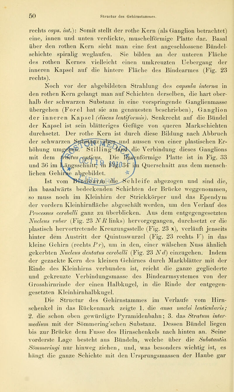 ÖO Strnctur des GehirnstaniTues. rechts cajps. int.): Somit stellt der rothe Kern (als Ganglion betrachtet) eine, innen und unten verdickte^ muscheiförmige Platte dar. Basal über den rothen Kern sieht man eine fest angeschlossene Bündel- schichte spiralig weglaufen. Sie bilden an der unteren Fläche des rothen Kernes vielleicht einen umkreuzten Uebergang der inneren Kapsel auf die hintere Fläche des Bindearmes (Fig. 23 rechts). Noch vor der abgebildeten Strahlung des Capsula interna in den rothen Kern gelangt man auf Schichten derselben, die hart ober- halb der schwarzen Substanz in eine vorspringende Ganglienmasse übergehen (Forel hat sie am genauesten beschrieben), Ganglion der inneren Kapsel (discus lentiformis). Senkrecht auf die Bündel der Kapsel ist sein blätteriges Gefüge von queren Markschichten durchsetzt. Der rothe Kern ist durch diese Bildung nach Abbruch der schwarzen S^sä^^z-^^fefiKjiiid aussen von einer plastischen Er- höhung umffiiTOw. Stilling^i^^s.die Verbindung dieses Ganglions mit dem m'n^tus /^mMcus. Die l^i^nförmige Platte ist in Fig. 33 und 36 im Längsschnitt*- ta lajDSC im Querschnitt aus dem mensch- lichen Gehirne abgebildet. ^J Ist vom B^S^gÄÄR^e.^-'^hleife abgezogen und sind die, ihn basalwärts bedeckenden Schichten der Brücke weggenommen, so muss noch im Kleinhirn der Strickkörper und das Ependym der vordem Kleinhirnfläche abgeschält werden, um den Verlauf des Processus cerehelU ganz zu überblicken. Aus dem entgegengesetzten Nucleus ruher (Fig. 2?> NR links) hervorgegangen, durchsetzt er die plastisch hervortretende Kreuzungsstelle (Fig. 23 x), verläuft jenseits hinter dem Austritt der Quintuswurzel (Fig. 23 rechts V) in das kleine Gehirn (rechts, Pr), um in den, einer wälschen Nuss ähnlich gekerbten Nucleus dentatus cerehelU (Fig. 23 Nd) einzugehen. Indem der o:ezackte Kern des kleinen Gehirnes durch Markblätter mit der Rinde des Kleinhirns verbunden ist, reicht die ganze gegliederte und gekreuzte Verbindungsmasse des Bindearmsystemes von der Grosshirnrinde der einen Halbkugel, in die Rinde der entgegen- gesetzten Kleinhirnhalbkugel. Die Structur des Gehirnstammes im Verlaufe vom Hirn- schenkel in das Rückenmark zeigte 1. die a^isa nuclei lenticidaris; 2. die schon oben gewürdigte Pyramidenbahn; 3. das Stratum inter- medimn mit der Sömmering'schen Substanz. Dessen Bündel liegen bis zur Brücke dem Fusse des Hirnschenkels nach hinten an. Seine vorderste Lage besteht aus Bündeln, welche über die Suhstantia Sömmeringi nur hinweg ziehen, und, was besonders wichtig ist, es hängt die ganze Schichte mit den Ursprungsmassen der Haube gar