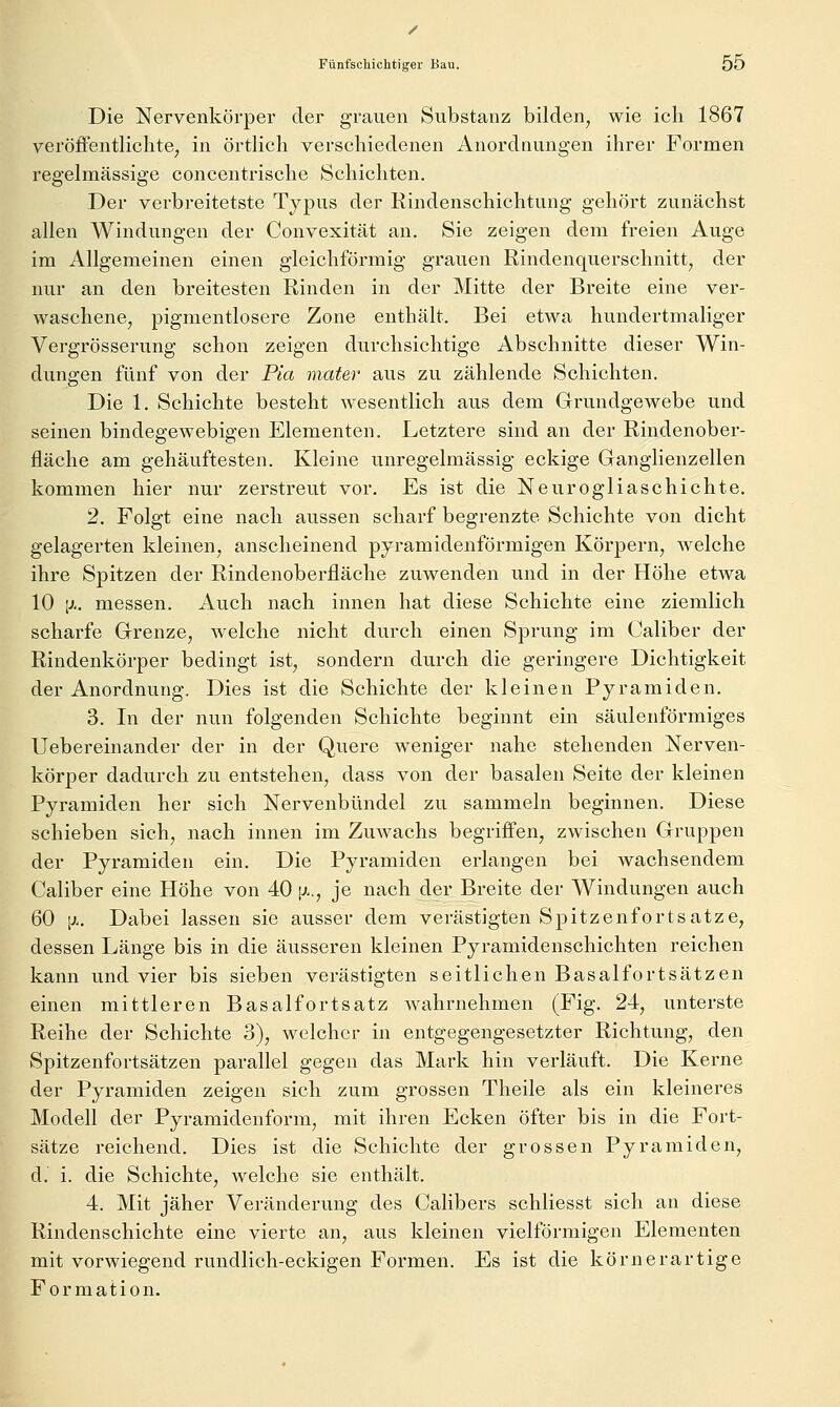 Fünfschichtiger Bau. 00 Die Nervenkörper der grauen Substanz bilden, wie ich 1867 veröffentlichte, in örtlich verschiedenen Anordnungen ihrer Formen regelmässige concentrische Schichten. Der verbreitetste Typus der Rindenschichtung gehört zunächst allen Windungen der Convexität an. Sie zeigen dem freien Auge im Allgemeinen einen gleichförmig grauen Rindenquerschnitt, der nur an den breitesten Rinden in der Mitte der Breite eine ver- waschene, pigmentlosere Zone enthält. Bei etwa hundertmaliger Vergrösserung schon zeigen durchsichtige Abschnitte dieser Win- dungen fünf von der Pia mater aus zu zählende Schichten. Die 1. Schichte besteht wesentlich aus dem Grundgewebe und seinen bindegewebigen Elementen. Letztere sind an der Rindenober- fläche am gehäuftesten. Kleine unregelmässig eckige Ganglienzellen kommen hier nur zerstreut vor. Es ist die Neurogliaschichte. 2. Folgt eine nach aussen scharf begrenzte Schichte von dicht gelagerten kleinen, anscheinend pyramidenförmigen Körpern, w^elche ihre Spitzen der Rindenoberfläche zuwenden und in der Höhe etwa 10 [J.. messen. Auch nach innen hat diese Schichte eine ziemlich scharfe Grenze, welche nicht durch einen Sprung im Caliber der Rindenkörper bedingt ist, sondern durch die geringere Dichtigkeit der Anordnung. Dies ist die Schichte der kleinen Pyramiden. 3. In der nun folgenden Schichte beginnt ein säulenförmiges Uebereinander der in der Quei-e weniger nahe stehenden Nerven- körper dadurch zu entstehen, dass von der basalen Seite der kleinen Pyramiden her sich Nervenbündel zu sammeln beginnen. Diese schieben sich, nach innen im Zuwachs begriffen, zwischen Gruppen der Pyramiden ein. Die Pyramiden erlangen bei wachsendem Caliber eine Höhe von 40 [x., je nach der Breite der Windungen auch 60 \x. Dabei lassen sie ausser dem verästigten Spitzenforts atze, dessen Länge bis in die äusseren kleinen Pyramidenschichten reichen kann und vier bis sieben verästigten seitlichen BasalfortSätzen einen mittleren Basalfortsatz wahrnehmen (Fig. 24, unterste Reihe der Schichte 3), welcher in entgegengesetzter Richtung, den Spitzenfortsätzen parallel gegen das Mark hin verläuft. Die Kerne der Pyramiden zeigen sich zum grossen Theile als ein kleineres Modell der Pyramidenfoi'm, mit ihren Ecken öfter bis in die Fort- sätze reichend. Dies ist die Schichte der grossen Pyramiden, d. i. die Schichte, welche sie enthält. 4. Mit jäher Veränderung des Calibers schliesst sich an diese Rindenschichte eine vierte an, aus kleinen vielförmigen Elementen mit vorwiegend rundlich-eckigen Formen. Es ist die körnerartige Formation.