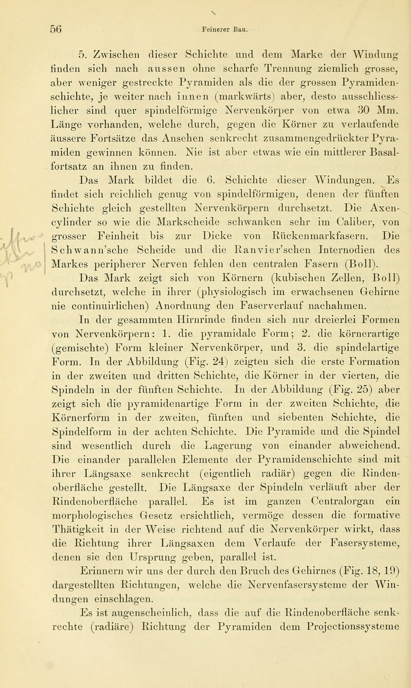 s 56 Feinerer Bau. 5. Zwischen dieser Schichte und dem Marke der Windung linden sich nach aussen ohne scharfe Trennung ziemlich grosse, aber weniger gestreckte Pyramiden als die der grossen Pyramiden- schichte, je weiter nach innen (markwärts) aber, desto ausschliess- licher sind quer spindelförmige Nervenkörper von etwa 30 Mm. Länge vorhanden, welche durch, gegen die Körner zu verlaufende äussere Fortsätze das Ansehen senkrecht zusammengedrückter Pyra- miden gewinnen können. Nie ist aber etwas wie ein mittlerer Basal- fortsatz an ihnen zu finden. Das Mark bildet die 6. Schichte dieser Windungen. Es findet sich reichlich genug von spindelförmigen, denen der fünften Schichte gleich gestellten Nervenkörpern durchsetzt. Die Axen- cylinder so wie die Markscheide schwanken sehr im Caliber, von grosser Feinheit bis zur Dicke von Rückenmarkfasern. Die Schwann'sche Scheide und die Ranvier'schen Internodien des 'm/> Markes peripherer Nerven fehlen den centralen Fasern (Boll). Das Mark zeigt sich von Körnern (kubischen Zellen, Boll) durchsetzt, welche in ihrer (physiologisch im erwachsenen Gehirne nie continuirlichen) Anordnung den Faserverlauf nachahmen. In der gesammten Hirnrinde finden sich nur dreierlei Formen von Nervenkörpern: 1. die pyramidale Form; 2. die körnerartige (gemischte) Form kleiner Nervenkörper, und 3. die spindelartige Form. In der Abbildung (Fig. 24) zeigten sich die erste Formation in der zweiten und dritten Schichte, die Körner in der vierten, die Spindeln in der fünften Schichte. In der Abbildung (Fig. 25) aber zeigt sich die pyramidenartige Form in der zweiten Schichte, die Körnerform in der zweiten, fünften und siebenten Schichte, die Spindelform in der achten Schichte. Die Pyramide und die Spindel sind wesentlich durch die Lagerung von einander abweichend. Die einander parallelen Elemente der Pyramidenschichte sind mit ihrer Längsaxe senkrecht (eigentlich radiär) gegen die Rinden- oberfläche gestellt. Die Längsaxe der Spindeln verläuft aber der Rindenoberfläche parallel. Es ist im ganzen Centralorgan ein morphologisches Gesetz ersichtlich, vermöge dessen die formative Thätigkeit in der Weise richtend auf die Nervenkörper wirkt, dass die Richtung ihrer Längsaxen dem Verlaufe der Fasersysteme, denen sie den Ursprung geben, parallel ist. Erinnern wir uns der durch den Bruch des Gehirnes (Fig. 18, 19) dargestellten Richtungen, welche die Nervenfasersysteme der Win- dungen einschlagen. Es ist augenscheinlich, dass die auf die Rindenoberfläche senk- rechte (radiäre) Richtung der Pyramiden dem Projectionssysteme