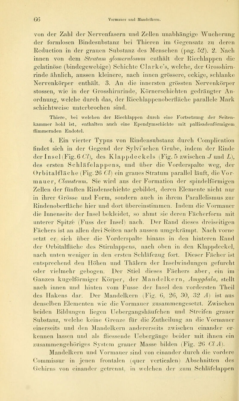 QQ Vormauer und Mandelkern. von der Zahl der Nervenfasern und Zellen unabhängige Wucherung der formlosen Bindesubstanz bei Thieren im Gegensatz zu deren Reduction in der grauen Substanz des Menschen (pag. 52). 2. Nach innen von dem Stratum glomeridosum enthält der Riechlappen die gelatinöse (bindegewebige) Schichte Clarke's, welche, der Grosshirn- rinde ähnlich, aussen kleinere, nach innen grössere, eckige, schlanke Nervenkörper enthält. 3. An die innersten grössten Nervenkörper stossen, wie in der Grosshirnrinde, Körnerschichten gedrängter An- ordnung, welche durch das, der Riechlappenoberfläche parallele Mark schichtweise unterbrochen sind. Thiere, bei welchen der Riechlappen durch eine Fortsetzung der Seiten- kammer hohl ist, enthalten auch eine Ependymschichte mit pallisadenförmigem flimmernden Endotel. 4. Ein vierter Typus von Rindensubstanz durch Complication findet sich in der Gegend der Sylvi'schen Grube, indem der Rinde der Insel (Fig. 6 C/), des Klappdeckels (Fig. 5 zwischen Jund Z), des ersten Schläfelappens, und über die Vorderspalte weg, der Orbitahfläche (Fig. 26 Cl) ein graues Stratum parallel läuft, die Vor- mauer, Claustrum. Sie wird aus der Formation der spindelförmigen Zellen der fünften Rindenschichte gebildet, deren Elemente nicht nur in ihrer Grösse und Form, sondeni auch in ihrem Parallelismus zur Rindenoberfläche hier und dort übereinstimmen. Indem die Vormauer die Innenseite der Insel bekleidet, so ahmt sie deren Fächerform mit unterer Spitz-fe (Fuss der Insel) nach. Der Rand dieses dreiseitigen Fächers ist an allen drei Seiten nach aussen umgekrämpt. Nach vorne setzt er sich über die Vorderspalte hinaus in den hinteren Rand der Orbitalfläche des Stirnlappens, nach oben in den Klappdeckel, nach unten weniger in den ersten Schläfezug fort. Dieser Fächer ist entsprechend den Höhen und Thälern der Inselwindungen gefurcht oder vielmehr gebogen. Der Stiel dieses Fächers aber, ein im Ganzen kugelförmiger Körper, der Mandelkern, Amygdala, stellt nach innen und hinten vom Fusse der Insel den vordersten Theil des Hakens dar. Der Mandelkern (Fig. 6, 26, 30, 32 Ä) ist aus denselben Elementen wie die Vormauer zusammengesetzt. Zwischen beiden Bildungen liegen Uebergangshäufchen und Streifen grauer Substanz, welche keine Grenze für die Zutheilung an die Vormauer einerseits und den Mandelkern andererseits zwischen einander er- kennen lassen und als fliessende Uebergänge beider mit ihnen ein zusammengehöriges System grauer Masse bilden (Fig. 26 Cl Ä). Mandelkern und Vormauer sind von einander durch die vordere Commissur in jenen frontalen (quer verticalen) Abschnitten des Gehirns von einander getrennt, in welchen der zum Schläfelappen