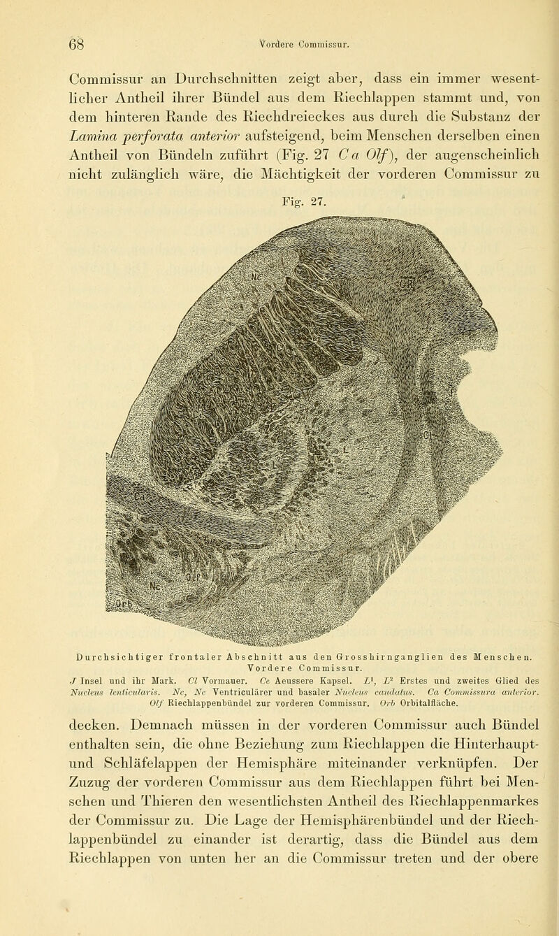 Commissur an Durclischnitten zeigt aber, dass ein immer wesent- liclier Antheil ihrer Bündel aus dem Riechlappen stammt und, von dem hinteren Rande des Riechdreieckes aus durch die Substanz der Lamina perforata anterior aufsteigend, beim Menschen derselben einen Antheil von Bündeln zuführt (Fig. 21 C a Olf), der augenscheinlich nicht zulänglich wäre, die Mächtigkeit der vorderen Commissur zu Fig. 27. •/ \ ^w-^ Durchsichtiger frontaler Äbschn itt aus den Grosshirnganglien des Menschen. Vordere Commissnr. J Insel und ihr Mark. Cl Vormauer. Ce Aeussere Kapsel. £', Z^ Erstes und zweites Glied des Nztchus lenticularis. Nc, Nc Ventriculärer und basaler Nucletis caudatus. Ca Commissura anterior. Olf Riechlai>penbündel zur vorderen Commissur. Orb Orhitalfläche. decken. Demnach müssen in der vorderen Commissur auch Bündel enthalten sein, die ohne Beziehung zum Riechlappen die Hinterhaupt- und Schläfelappen der Hemisphäre miteinander verknüpfen. Der Zuzug der vorderen Commissur aus dem Riechlappen führt bei Men- schen und Thieren den wesentlichsten Antheil des Riechlappenmarkes der Commissur zu. Die Lage der Hemisphärenbündel und der Riech- lappenbündel zu einander ist derartig, dass die Bündel aus dem Riechlappen von unten her an die Commissur treten und der obere