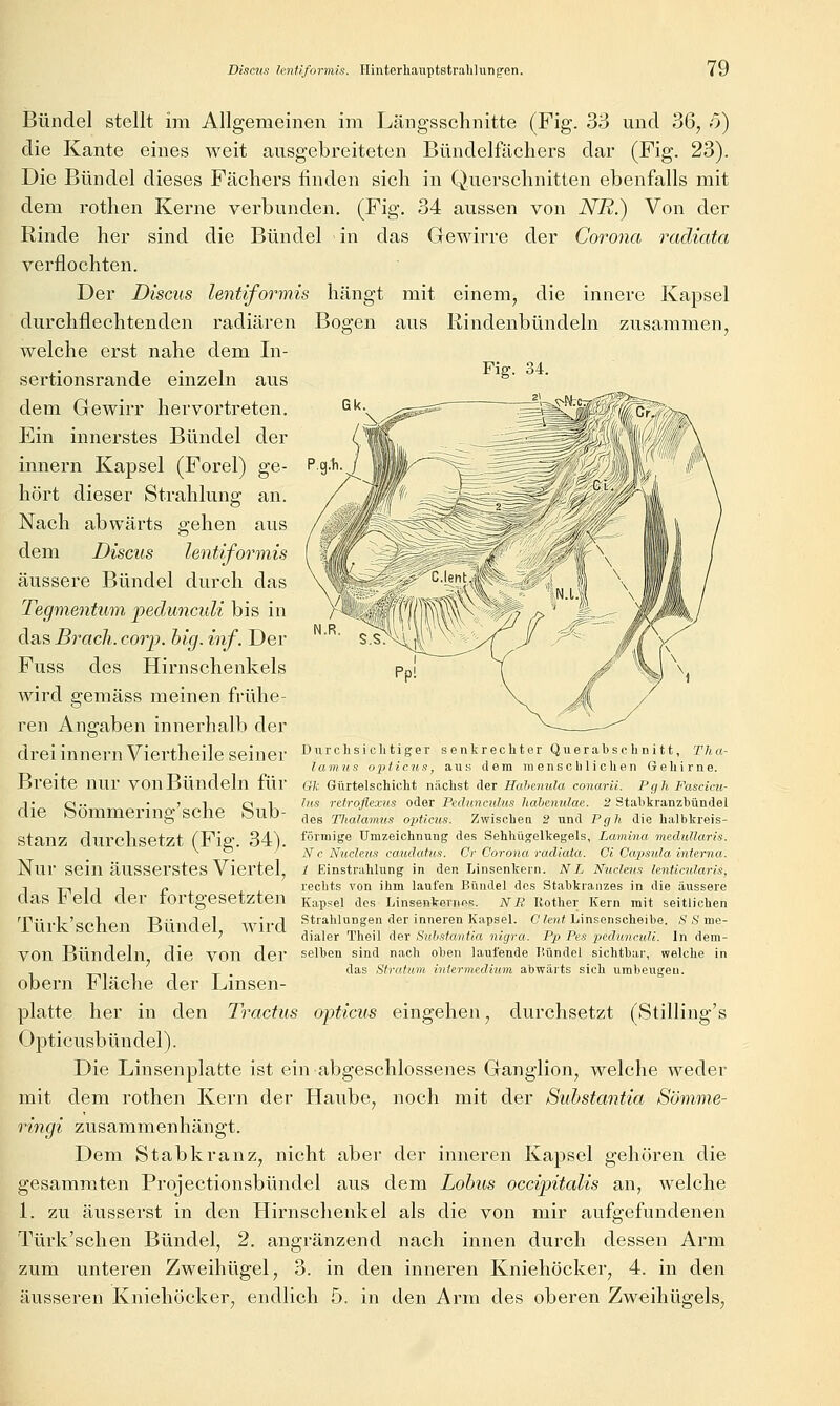 Bündel stellt im Allgemeinen im Längsschnitte (Fig. 33 und 36, ö) die Kante eines weit ausgebreiteten Bündelfächers dar (Fig. 23). Die Bündel dieses Fächers finden sich in Querschnitten ebenfalls mit dem rothen Kerne verbunden. (Fig. 34 aussen von NR.) Von der Rinde her sind die Bündel in das Gewirre der Corona radiata verflochten. Der Diseus lentiformis hängt mit einem, die innere Kapsel durchflechtenden radiären Bogen aus Rindenbündeln zusammen, welche erst nahe dem In- sertionsrande einzeln aus dem Gewirr hervortreten. Ein innerstes Bündel der Innern Kapsel (Forel) ge- Pgli hört dieser Strahlung an. Nach abwärts gehen aus dem Diseus lentiformis äussere Bündel durch das Tegmentum peduncuU bis in das Braeli. corp. big. inf. Der Fuss des Hirnschenkels wird gemäss meinen frühe- ren Angaben innerhalb der Fig. 34. drei innern Viertheile seiner Breite nur von Bündeln für die Sömmerino-'sche Sub- Diirchsiclitiger senkrechter Querabsclinitt, Tha- lamus ojiticits, aus dem raenscblichen Geliirne. Gk Gürtelschicht nächst der Hahenula conarii. Pcjh Fascicu- Ins rctroflexus oder Pedunculus liabenulae. 2 Stabkranzbündel des Tlialamus opticus. Zwischen 2 und Pgh die halbkreis- StanZ durchsetzt fFiö* 34^ förmige Umzeichnung des Sehhügelkegels, Lamina meduUaris. ^' •' N c Nucle.us caudafiis. Cr Corona radiata. Ci Capsula interna. Nur sein äUSSersteS Viertel, l Einstrahlung in den Linsenkern. NL NucUus lenticularis, dyp,,-] c i. j-j- rechts von ihm laufen Bündel dos Stabkranzes in die äussere aS f eld der rortgesetzten Kapsei des Linsenkemns. NR Kother Kern mit seitlichen Türkischen Bündel, wird Strahlungen der inneren Kapsei. Cto,i Linsenscheibe. SS me-  dialer Theil der Suüsiantia nigra. Pp Pes peduncuh. In dem- VOn Bündeln die von der selben sind nach oben laufende Bündel sichtbar, welche in , das Stratum intermedium abwärts sich umbeugeu. obern Fläche der Linsen- platte her in den Tractus opticus eingehen, durchsetzt (Stilling's Opticusbündel). Die Linsenplafcte ist ein abgeschlossenes Ganglion, welche weder mit dem rothen Kern der Haube, noch mit der Suhstantia Sömme- ringi zusammenhängt. Dem Stabkranz, nicht aber der inneren Kapsel gehören die gesamniten Projectionsbündel aus dem Lohus occipitalis an, welche L zu äusserst in den Hirnschenkel als die von mir aufgefundenen Türk'schen Bündel, 2. angränzend nach innen durch dessen Arm zum unteren Zweihügel, 3. in den inneren Kniehöcker, 4. in den äusseren Kniehöcker, endlich 5. in den Arm des oberen Zw^ihüffels,