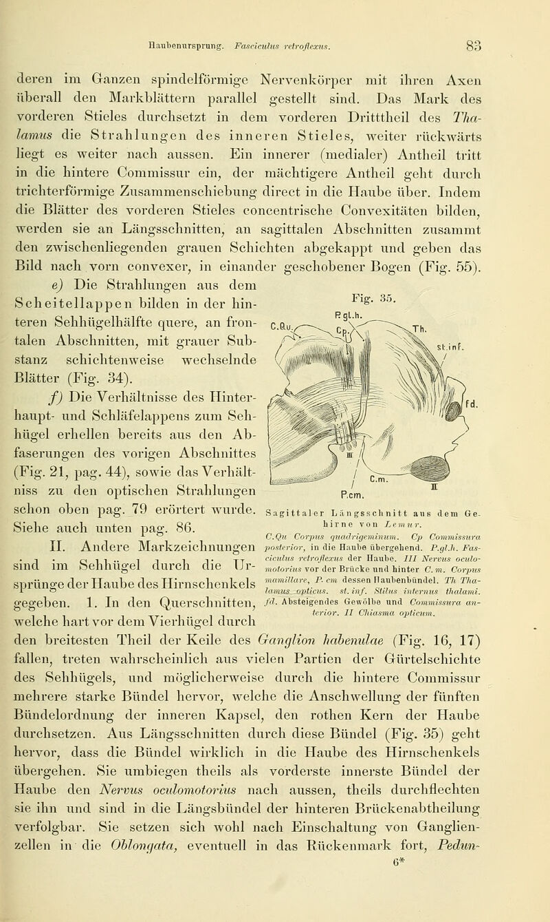 Hauljenursprung. Fasric.ulus refroflexns. deren im Ganzen spindelförmige Nervenkörper mit ihren Axen überall den Markblättern parallel gestellt sind. Das Mark des vorderen Stieles durchsetzt in dem vorderen Dritttheil des Tha- lamus die Strahlungen des inneren Stieles, weiter rückwärts liegt es weiter nach aussen. Ein innerer (medialer) Antheil tritt in die hintere Commissur ein, der mächtigere Antheil geht durch trichterförmige Zusammenschiebung direct in die Haube über. Indem die Blätter des vorderen Stieles concentrische Convexitäten bilden, werden sie an Längsschnitten, an sagittalen Abschnitten zusammt den zwischenliegenden grauen Schichten abgekappt und geben das Bild nach vorn convexer, in einander geschobener Bogen (Fig. 55). e) Die Strahlungen aus dem Scheitellappen bilden in der hin- teren Sehhügelhälfte quere, an fron- talen Abschnitten, mit grauer Sub- stanz schichtenweise wechselnde Blätter (Fig. 34). f) Die Verhältnisse des Hinter- haupt- und Schläfelappens zum Seh- hügel erhellen bereits aus den Ab- faserungen des vorigen Abschnittes Fig. 35. Rgl.h (Fig. 21, pag. 44), sowie das Verhält- niss zu den optischen Strahlungen schon oben pag. 79 erörtert wurde. Siehe auch unten pag. 86. Sagittaler Längssclinitt ans dem Ge- hirne von Lemur. C.Qu Corpus quacirigeminmn.. Cp Coinmissiira II. Andere Markzeichnungen posterior, in die Haube übergehend. P.glJi. Fas- ciculus retroflexus der Haube. III Nervus oculo- ?7!oforä(s vor der Brücke und hinter Cm. Corpus sind im Sehhüsrel durch die Ur- sprünge der Haube des Hirnschenkels ™«™^-««'-^/-» f««««iiaubenbündei. tii T}>a- r o lamus ^opticus, st. inj. Stilus internus thalami. gegeben. 1, In den Querschnitten, .A'- Absteigendes Gewölbe und Commissura an- - . - - - -. terior. II Chiasma opticum. welche hart vor dem Vierhügel durch den breitesten Theil der Keile des Ganglion hdbenulae (Fig. 16, 17) fallen, treten wahrscheinlich aus vielen Partien der Gürtelschichte des Sehhügels, und möglicherweise durch die hintere Commissur mehrere starke Bündel hervor, welche die Anschwellung der fünften Bündelordnung der inneren Ka^^sel, den rothen Kern der Haube durchsetzen. Aus Längsschnitten durch diese Bündel (Fig. 35) geht hervor, dass die Bündel wirklich in die Haube des Hirnschenkels übergehen. Sie umbiegen theils als vorderste innerste Bündel der Haube den Nervus oculomotorius nach aussen, theils durchflechten sie ihn und sind in die Längsbündel der hinteren Brückenabtheilung verfolgbar. Sie setzen sich wohl nach Einschaltung von Ganglien- zellen in die Oblongata, eventuell in das Rückenmark fort, Pedun- 6*