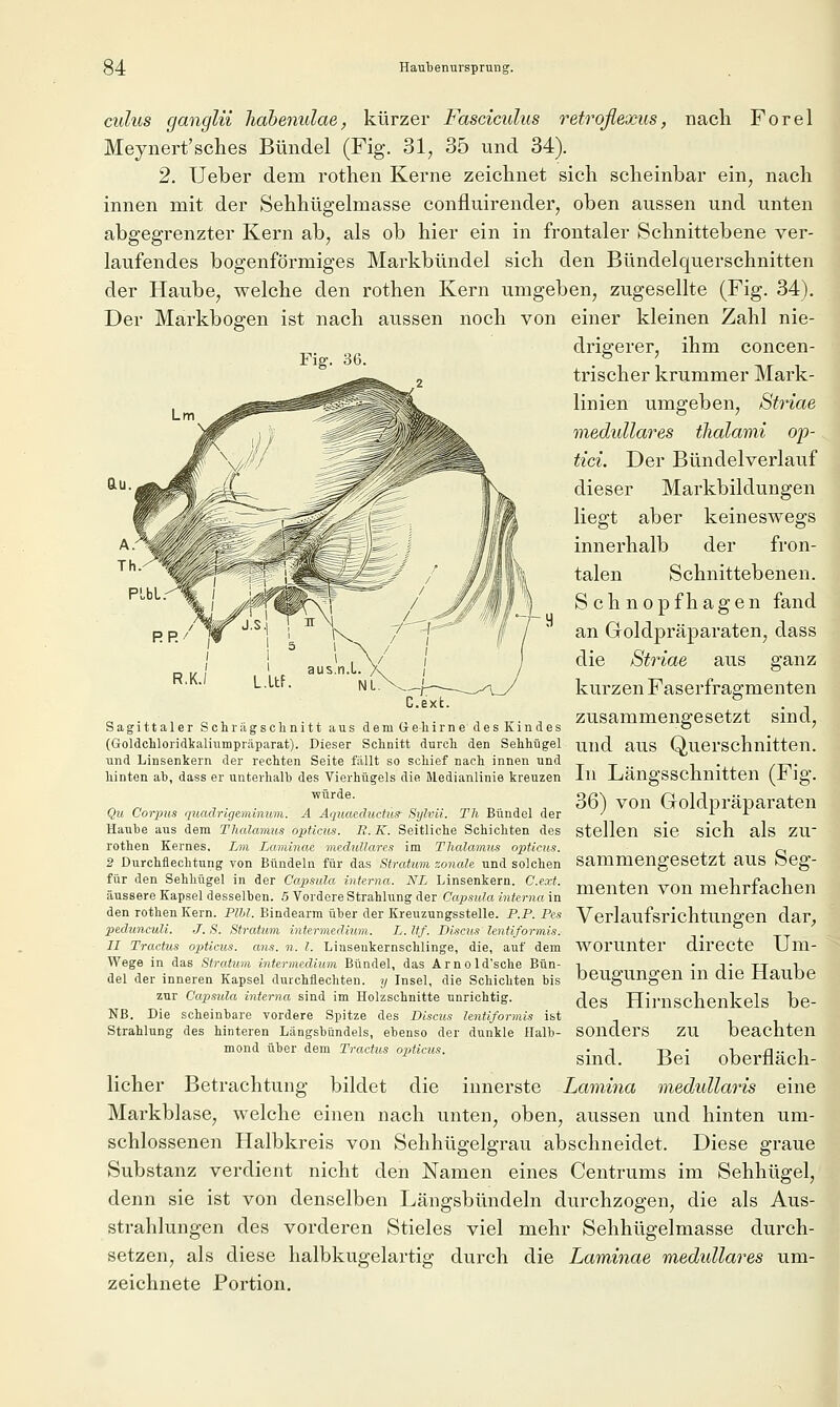 culus ganglii liabenulae, kürzer Fasciculiis retroflexus, nach Forel Meynert'sches Bündel (Fig. 31, 35 und 34). 2. Ueber dem rothen Kerne zeichnet sich scheinbar ein, nach innen mit der Sehhügelmasse confluirender, oben aussen und unten abgegrenzter Kern ab, als ob hier ein in frontaler Schnittebene ver- laufendes bogenförmiges Markbündel sich den Bündelquerschnitten der Haube, welche den rothen Kern umgeben, zugesellte (Fig. 34). Der Markbogen ist nach aussen noch von einer kleinen Zahl nie- drigerer, ihm concen- trischer krummer Mark- linien umgeben, Striae medulläres thalami op- tici. Der Bündelverlauf dieser Markbildungen liegt aber keineswegs innerhalb der fron- talen Schnittebenen. S c h n 0 p f h a g e n fand an Goldpräparaten, dass die Striae aus ganz kurzen Faserfragmenten Q •.. 1 Ol. , .1^ j n , ■ ^ 1^- A zusammengesetzt sind, SagittalerSchragschnittausdemGreliirneaesKindes o ' (Goldchloridkaliutnpräparat). Dieser Schnitt durcli den Selihügel und aUS Querschnitten, und Linsenkern der rechten Seite fällt so schief nach innen und _ . hinten ab, dass er unterhalb des Vierhügels die Medianlinie kreuzen lu -LiängSSClinitten (x* lg. Qu Corpus quadrigeminum. A Aquaeductus Sylvii. Th Bündel der ■^ l r Haube aus dem Thalamus opticus. R.K. Seitliche Schichten des stellen sic sich als ZU' rothen Kernes, Lin Laminae medulläres im Thalamus opticus. ^^ 2 Durchflechtung von Bündeln für das Stratum zonale und solchen SammengCSCtzt aUS bCg- für den Sehhügel in der Capsula interna. NL Linsenkern. C.ext. ^p^^-p,. „^n rnplirfflpTiPn äussere Kapsel desselben. 5 Vordere Strahlung der Capsula interna in ^^'^^ ^^^^ ^ ^^ meui icll..ucii den rothen Kern. PlU. Bindearm über der Kreuzungsstelle. P.P. Pe^ VerlaufsrichtUllffCn dar ptdunculi. J. S. Stratum intermedium. L. Iff. Discus lentiformis. . n Tractus opticus, ans. n. l. Linseukernschlinge, die, auf dem WOrUntCl' dirCCtC Ulli- Wege in das Stroium intermedium Bündel, das Arnold'sche Bün- -i ' /l' TT Vi del der inneren Kapsel durchflechten, y Insel, die Schichten bis DCUgUngCn m UIC XiaUDC zur Capsxila interna sind im Holzschnitte unrichtig. dcS Himschcnkels bc- NB. Die scheinbare vordere Spitze des Discus lentiformis ist Strahlung des hinteren Längsbündels, ebenso der dunkle Halb- SOlldcrS ZU bcachteil mond über dem Tractus opticus. • j n • ^. _□•• l Sind. Bei obernach- licher Betrachtung bildet die innerste Lamina medullaris eine Markblase, welche einen nach unten, oben, aussen und hinten um- schlossenen Halbkreis von Sehhügelgrau abschneidet. Diese graue Substanz verdient nicht den Namen eines Centrums im Sehhügel, denn sie ist von denselben Längsbündeln durchzogen, die als Aus- strahlungen des vorderen Stieles viel mehr Sehhügelmasse durch- setzen, als diese halbkugelartig durch die Laminae medidlares um- zeichnete Portion. C.exfc.