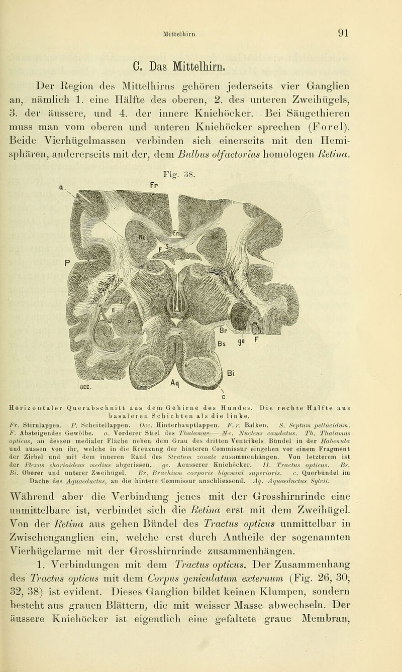 0. Das Mittelhirn. Der Region des Mittelhirns gehören jederseits vier Ganglien an, nämlich 1. eine Hälfte des oberen, 2. des unteren Zweihügels, 3. der äussere, und 4. der innere Kniehöcker. Bei Säugethieren muss man vom oberen und unteren Kniehöcker sprechen (Forel). Beide Vierhügelmassen verbinden sich einerseits mit den Hemi- sphären, andererseits mit der, dem Bulbus olfactorius homologen Retina. Fig. 38. Fn Wi ifX IL F Horizontaler Queiabüclinitt aus dem Gehirne des Hundes. Die rechte Hälfte aus basale renSchichtenalsdielink 6. Fr. Stirnlappeii. P. Scheitellappen. Occ. Hinterhauptlappen. jP. }■. Balken. S. Septum 'pellucidum. F. Absteigendes Gewölbe. a. Vorderer Stiel des Thalamw. - Nr. Nucleus caudatus. Th. Thalamus optkus, an dessen medialer Fläche neben dem Grau des dritten Ventrikels Bündel in der Hahenula uud aussen von ihr, welche in die Kreuzung der hinteren Commissur eingehen vor einem Fragment der Zirbel und mit dem inneren Rand des Stratum zonale zusammenhängen. Von letzterem ist der Plexus chorioideus medius abgerissen. ge. Aeusserer Kniehöcker. //. Tractus opticus. Bs. Bi. Oberer und unterer Zweihügel. Br. Brachium corporis higemini supcrioris. c. Querbündel im Dache des Aquaeductus, an die hintere Commissur anschliessend. Aq. Aquaeductus Sylvii. Während aber die Verbindung jenes mit der Grosshirnrinde eine unmittelbare ist, verbindet sich die Retina erst mit dem Zw^eihügel. Von der Retina aus gehen Bündel des Tractus opticus unmittelbar in Zwischenganglien ein, welche erst durch Antheile der sogenannten Vierhügelarme mit der Grosshirnrinde zusammenhängen. 1. Verbindungen mit dem Tractus opticus. Der Zusammenhang des Tractus opticus mit dem Corpus geniculatum externum (Fig. 26, 30, 32, 38) ist evident. Dieses Ganglion bildet keinen Klumpen, sondern besteht aus grauen Blättern^ die mit weisser Masse abwechseln. Der äussere Kniehöcker ist eigentlich eine gefaltete graue Membran,