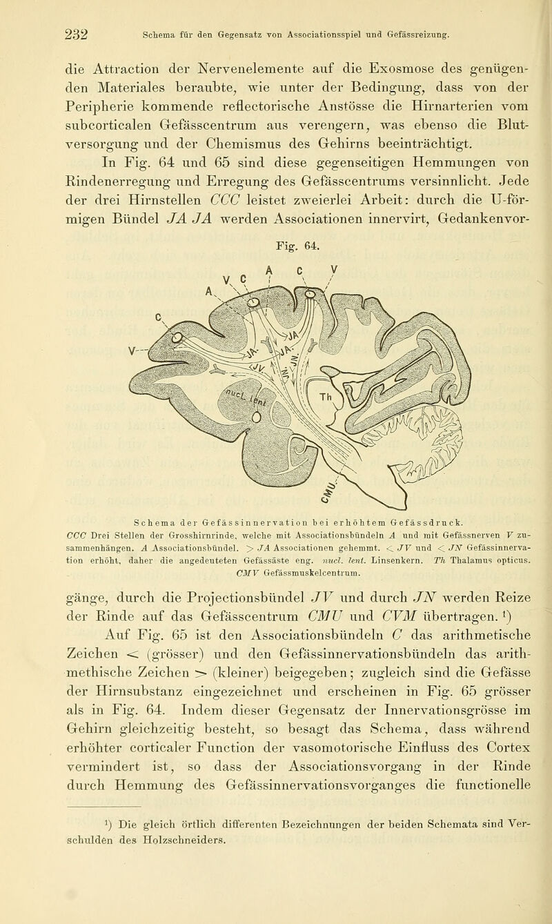 die Attraction der Nervenelemente auf die Exosmose des genügen- den Materiales beraubte, wie unter der Bedingung, dass von der Peripherie kommende reflectoriscTie Anstösse die Hirnarterien vom subcorticalen Gefässcentrum aus verengern, was ebenso die Blut- versorgung und der Chemismus des Gehirns beeinträchtigt. In Fig. 64 und 65 sind diese gegenseitigen Hemmungen von Rindenerregung und Erregung des Gefässcentrums versinnlicht. Jede der drei Hirnstellen CCC leistet zweierlei Arbeit: durch die U-för- migen Bündel JA JA werden Associationen innervirt, Gedankenvor- Fig. 64. Schema dei' Gefäs sinnervation bei erhöhtem Gef ässdrnck. CCC Drei Stellen der Grosshirnrinde, welche mit Associationsbündeln A nnd mit Gefässnerven V zu- sammenhängen. A Associationsbündel. > JA Associationen gehemmt. < JV und < JN Gefässinnerva- tion erhöht, daher die angedeuteten Gefässäste eng. micl. lent. Linsenkern. Th Thalamus opticus. CMV Gefässmuskelcentrum. gänge, durch die Projectionsbündel JV und durch JN werden Reize der Rinde auf das Gefässcentrum CMU und CVM übertragen. ^) Auf Fig. 65 ist den Associationsbündeln C das arithmetische Zeichen <; (grösser) und den Gefässinnervationsbündeln das arith- methische Zeichen > (kleiner) beigegeben; zugleich sind die Gefässe der Hirnsubstanz eingezeichnet und erscheinen in Fig. 65 grösser als in Fig. 64. Indem dieser Gegensatz der Innervationsgrösse im Gehirn gleichzeitig besteht, so besagt das Schema, dass während erhöhter corticaler Function der vasomotorische Einfluss des Cortex vermindert ist, so dass der Associationsvorgang in der Rinde durch Hemmung des Gefässinnervationsvorganges die functionelle ') Die gleich örtlich differenten Bezeichnungen der beiden Schemata sind Ver- schulden des Holzschneiders.