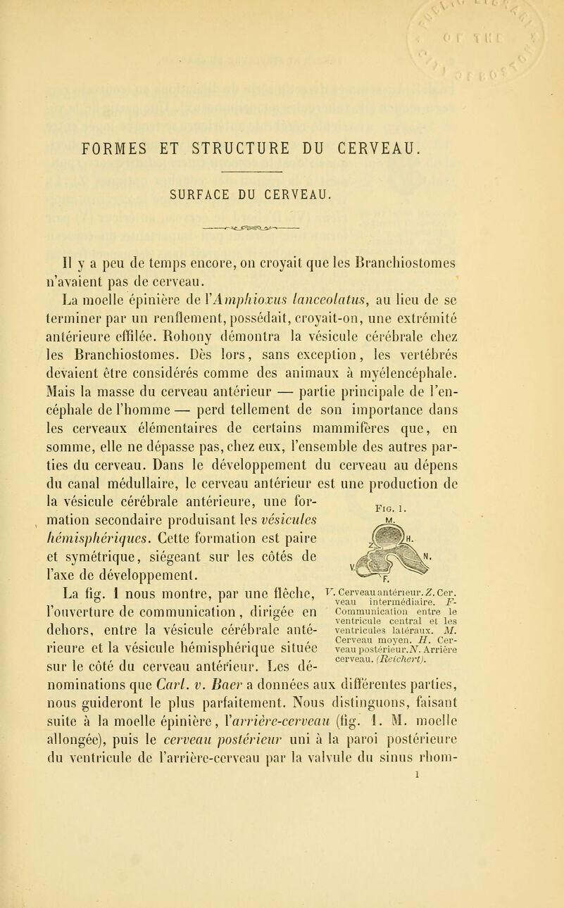 FORMES ET STRUCTURE DU CERVEAU SURFACE DU CERVEAU. Il y a peu de temps encore, on croyait que les Branchiostomes n'avaient pas de cerveau. La moelle épinière de YAmpliioxus lanceolatus, au lieu de se terminer par un renflement, possédait, croyait-on, une extrémité antérieure effilée. Rohony démontra la vésicule cérébrale chez les Branchiostomes. Dès lors, sans exception, les vertébrés devaient être considérés comme des animaux à myélencéphale. Mais la masse du cerveau antérieur — partie principale de l'en- céphale de l'homme — perd tellement de son importance dans les cerveaux élémentaires de certains mammifères que, en somme, elle ne dépasse pas, chez eux, l'ensemble des autres par- ties du cerveau. Dans le développement du cerveau au dépens du canal médullaire, le cerveau antérieur est une production de la vésicule cérébrale antérieure, une for- mation secondaire produisant les vésicules liémisplieriqlies. Cette formation est paire et symétrique, siégeant sur les côtés de l'axe de développement. La fia;. 1 nous montre, par une flèche, f. cerveau antérieur, z.cer. ^ ^ , / . . veau intermédiau'e. F- 1 ouverture de communication , dirigée en communication entre le vôntriculG CGntml Gt Igs dehors, entre la vésicule cérébrale anté- ventricules latéraux, m. , , ,.!,,.,,. . , Cerveau moyen. H. Cer- rieure et la vésicule hémisphérique située veau postérieur.a^. Arrière 1 », , 1 , , . I 1 , cerveau. (Reichert). sur le cote du cerveau antérieur. Les de- nominations que Cari. v. Baer a données aux différentes parties, nous guideront le plus parfaitement. Nous distinguons, faisant suite à la moelle épinière, V arrière-cerveau (tig. 1. M. moelle allongée), puis le cerveau postérieur uni à la paroi postérieure du ventricule de l'arrièrc-cerveau par la valvule du sinus rhom-