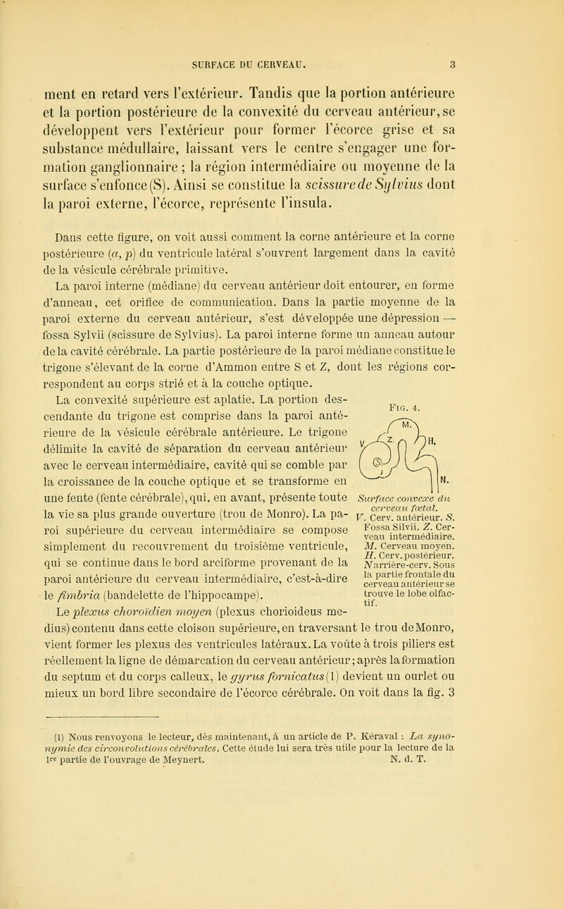 ment en retard vers l'extérieur. Tandis que la portion antérieure et la portion postérieure de la convexité du cerveau antérieur, se développent vers l'extérieur pour former l'écorce grise et sa substance médullaire, laissant vers le centre s'engager une for- mation ganglionnaire ; la région intermédiaire ou moyenne de la surface s'enfonce (S). Ainsi se constitue la scissure de Sijlvius dont la paroi externe, l'écorce, représente l'insula. Dans cette figure, on voit aussi comment la corne antérieure et la corne postérieure {a, p) du ventricule latéral s'ouvrent largement dans la cavité delà vésicule cérébrale primitive. La paroi interne (médiane) du cerveau antérieur doit entourer, en forme d'anneau, cet orifice de communication. Dans la partie moyenne de la paroi externe du cerveau antérieur, s'est développée une dépression — fossa Sylvii (scissure de Sylvius). La paroi interne forme un anneau autour delà cavité cérébrale. La partie postérieure de la paroi médiane constitue le trigone s'élevant de la corne d'Ammon entre S et Z, dont les régions cor- respondent au corps strié et à la couche optique. La convexité supérieure est aplatie. La portion des- cendante du trigone est comprise dans la paroi anté- rieure de la vésicule cérébrale antérieure. Le trigone délimite la cavité de séparation du cerveau antérieur avec le cerveau intermédiaire, cavité qui se comble par la croissance de la couche optique et se transforme en une fente (fente cérébrale), qui, en avant, présente toute Surface convexe du la vie sa plus grande ouverture (trou de Monro). La pa- y_ cervf antérieur. S. roi supérieure du cerveau intermédiaire se compose Fossa Siivu. Z. Cer- ^ ^ veau intermédiaire. simplement du recouvrement du troisième ventricule, M. cerveau moyen. H Côrv iDostériGur. qui se continue dans le bord arciforme provenant de la ivàrrièr'e-cerv. sous paroi antérieure du cerveau intermédiaire, c'est-à-dire cerTOau\n°érieurte le fimbria (bandelette de l'hippocampe). trouve le lobe olfac- Le plexus choroidien moyen (plexus chorioideus mé- dius) contenu dans cette cloison supérieure, en traversant le trou de Monro, vient former les plexus des ventricules latéraux. La voûte à trois piliers est réellement la ligne de démarcation du cerveau antérieur ; après laformation du septum et du corps calleux, \q gyrus fornicatus[\) devient un ourlet ou mieux un bord libre secondaire de l'écorce cérébrale. On voit dans la fig. 3 (1) Nous renvoyons le lecteur, dès maintenant, à un article de P. Kéraval : La syno- nymie des circonvolutions cérébrales. Cette étude lui sera très utile pour la lecture de la ire partie de rouvrage de Meynert. N. d. T.