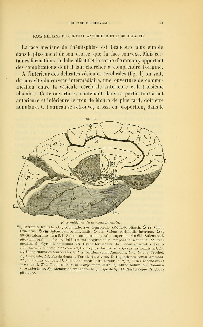 FACE MÉDIANE DU CERVEAU ANTÉRIEUR ET LOBE OLFACTIF. La face médiane de l'hémisphère est heaucoup pUis simple dans le plissement de son écorce que la face convexe. Mais cer- taines formations, le lobe olfactif et la corne d'Ammon y apportent des complications dont il faut chercher à comprendre l'origine. A l'intérieur des délicates vésicules cérébrales (fig. 1) on voit, de la cavité du cerveau intermédiaire, une ouverture de commu- nication entre la vésicule cérébrale antérieure et la troisième chambre. Cette ouverture, contenant dans sa partie tout à fait antérieure et inférieure le trou de Monro de plus tard, doit être annulaire. Cet anneau se retrouve, grossi en proportion, dans le Fig. 13. Face médiane du cerveau humain. Fr, Extrémitéjrontale. Occ, Occipitale. Tm, Temporale. Olf, Lobeolfactir. 5 Cr Suions Cruciatus. 5 cm Sulcus calloso-maginalis. S OCC Sulcus occipitalis internus. 6f, Sulcus calcarinus. SoCf, Sulcus occipito-temporalis superior. 50 C i, Sulcus occi- pito-temporalis inferior. 5l2, Sulcus longitudinalis temporalis secundus. iô. Face médiane du Gyrus longitudinal. Gf, Gyrus fornicatus. Q,u, Lobus quadratus, avant- coin. Cun, Lobus triqueter coin. Gl, Gyrus glossiformis. Fus, Gyrus fusiformis. L'^, L, Gyri longitudinales temporales. Suh, Subiculum cornu Ammonis. Une, Uncus, Crochet. A, Amygdale. Fd, Fascia dentata Tarini. Al, Alveus. D, Digitationes cornu Ammoni. Th, Thalamus opticus. M, Substance médullaire cérébrale, a, a, Pilier ascendant et descendant. Trb, Corps calleux, m, Corps mamillaire. J, Infundibulum. Ca, Commis- sure antérieure. Sp, Membrane transparente, p, Tige de Sp. II, Nerf optique. H, Corps pituitaire.