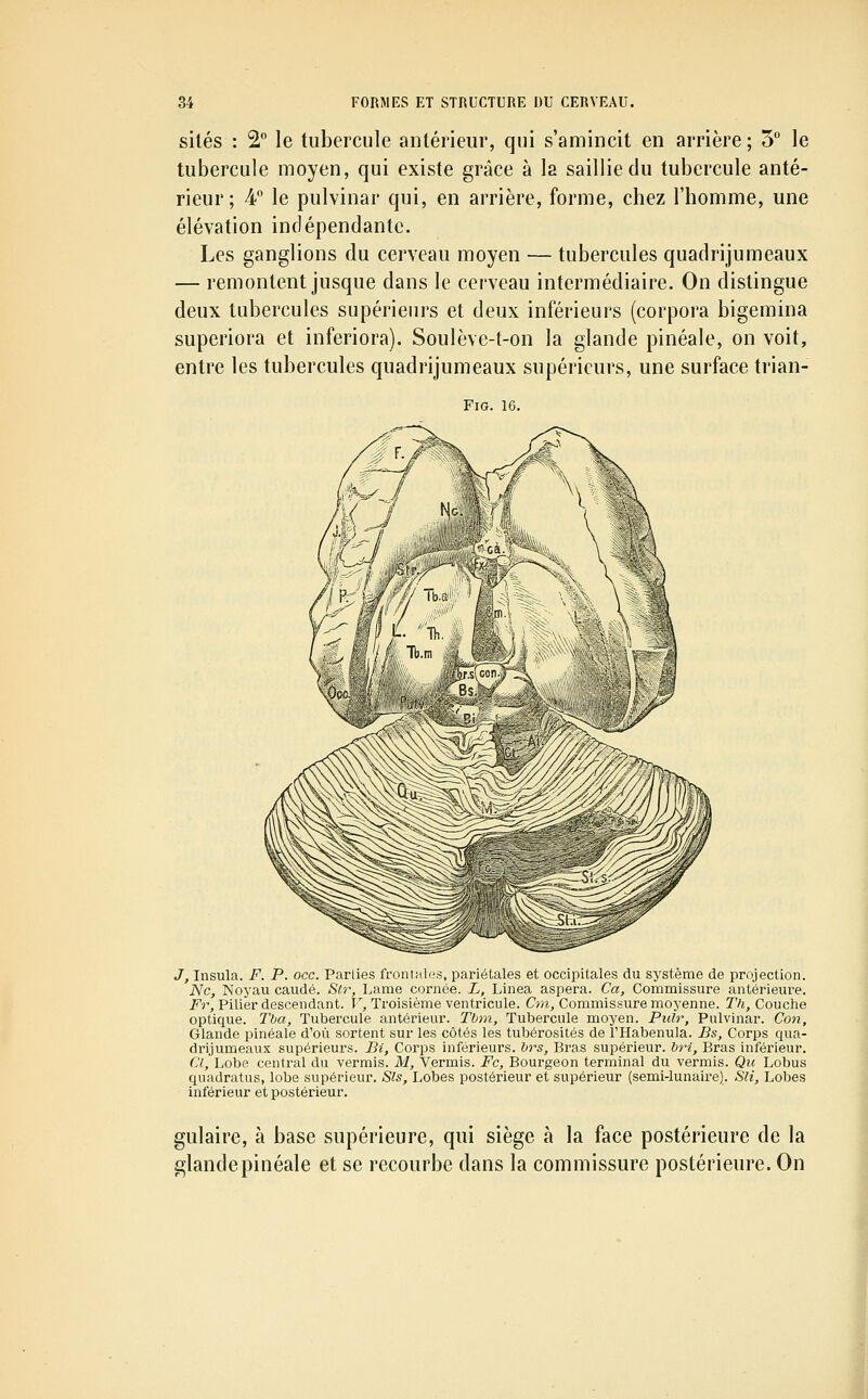 silés : 2 le tubercule antérieur, qui s'amincit en arrière ; 5° le tubercule moyen, qui existe grâce à la saillie du tubercule anté- rieur; 4° le pulvinar qui, en arrière, forme, chez l'homme, une élévation indépendante. Les ganglions du cerveau moyen — tubercules quadrijumeaux — remontent jusque dans le cerveau intermédiaire. On distingue deux tubercules supérieurs et deux inférieurs (corpora bigemina superiora et inferiora). Soulève-t-on la glande pinéale, on voit, entre les tubercules quadrijumeaux supérieurs, une surface trian- FiG. 16, J, Insula. F. P. occ. Parlies froni;il«s, pariétales et occipitales du système de projection. Ne, Noyau caudé. Str, Lame cornée. L, Linea aspera. Ca, Commissure antérieure. T^r, Pilier descendant. F, Troisième ventricule. Cjn, Commissure moyenne. Th, Couche optique. Tba, Tubercule antérieur. Tbm, Tubercule moyen. Pidr, Pulvinar. Con, Glande pinéale d'où sortent sur les côtés les tubérosités de l'Habenula. Bs, Corps qua- drijumeaux supérieurs. Pi, Corps inférieurs, hrs, Bras supérieur, bri, Bras inférieur. Cl, Lobe central du vermis. M, Vermis. Fc, Bourgeon terminal du vermis. Qu Lobus quadratus, lobe supérieur. Sis, Lobes postérieur et supérieur (semi-lunaii'e). SU, Lobes inférieur et postérieur. gulaire, à base supérieure, qui siège à la face postérieure de la glande pinéale et se recourbe dans la commissure postérieure. On