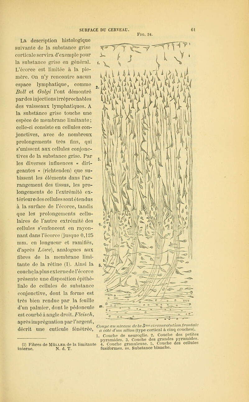 FiG. 24. La description histologique suivante de la substance grise corticale servira d'exemple pour la substance grise en général. L'écorce est limitée à la pie- mère. On n'y rencontre aucun espace lymphatique, comme Boll et Golgi l'ont démontré par des injections irréprochables des vaisseaux lymphatiques. A la substance grise touche une espèce de membrane limitante ; celle-ci consiste en cellules con- jonctives, avec de nombreux prolongements très fins, qui s'unissent aux cellules conjonc- tives de la substance grise. Par les diverses influences « diri- geantes » (richtenden) que su- bissent les éléments dans l'ar- rangement des tissus, les pro- longements de l'extrémité ex- térieure des cellules sont étendus à la surface de l'écorce, tandis que les prolongements cellu- laires de l'autre extrémité des cellules s'enfoncent en rayon- nant dans l'écorce (jusque 0,125 mm. en longueur et ramifiés, d'après Lôioé), analogues aux fibres de la membrane limi- tante de la rétine (1). Ainsi la couchela plus externede l'écorce présente une disposition épithé- liale de cellules de substance conjonctive, dont la forme est très bien rendue par la feuille d'un palmier, dont le pédoncule est courbé à angle droit. Fleisch, après imprégnation par l'argent, ,, ., ,. 1 r- -^ ' Coupe au niveau de la 3^^ circonvolution frontale décrit une cuticule lenetree, ^j ^oté a'un sUlon (type cortical à cinq couches). I. Couche de neuroglie. 2. Couche des petites pyramides. 3. Couche des grandes pyramides. (1) Fibres de MUller de la limitante 4. Couche granuleuse. 5. Couche des cellules interne. N. d. T. fusiformes. m. Substance blanche.