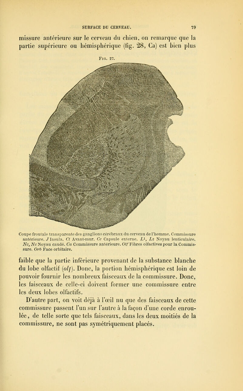 missure antérieure sur le cerveau du chien, on remarque que la partie supérieure ou hémisphérique (fig. 28, Ca) est bien plus FiG. 27. ■^*»««sî&i.di5iiS Coupe frontale transparente des ganglions cérébraux du cerveau de l'homme. Commissure antérieure. /Insula. Cl Avant-mur. Ce Capsule externe. Z,i, L2 Noyau lenticulaire. Ne, Ne Noyau caudé. Ca Commissure antérieure. Olf Fibres olfactives pour la Commis- sure. Orb Face orbitaire. faible que la partie inférieure provenant de la substance blanche du lobe olfactif (o//). Donc, la portion hémisphérique est loin de pouvoir fournir les nombreux faisceaux de la commissure. Donc, les faisceaux de celle-ci doivent former une commissure entre les deux lobes olfactifs. D'autre part, on voit déjà à l'œil nu que des faisceaux de cette commissure passent l'un sur l'autre à la façon d'une corde enrou- lée, de telle sorte que tels faisceaux, dans les deux moitiés de la commissure, ne sont pas symétriquement placés.