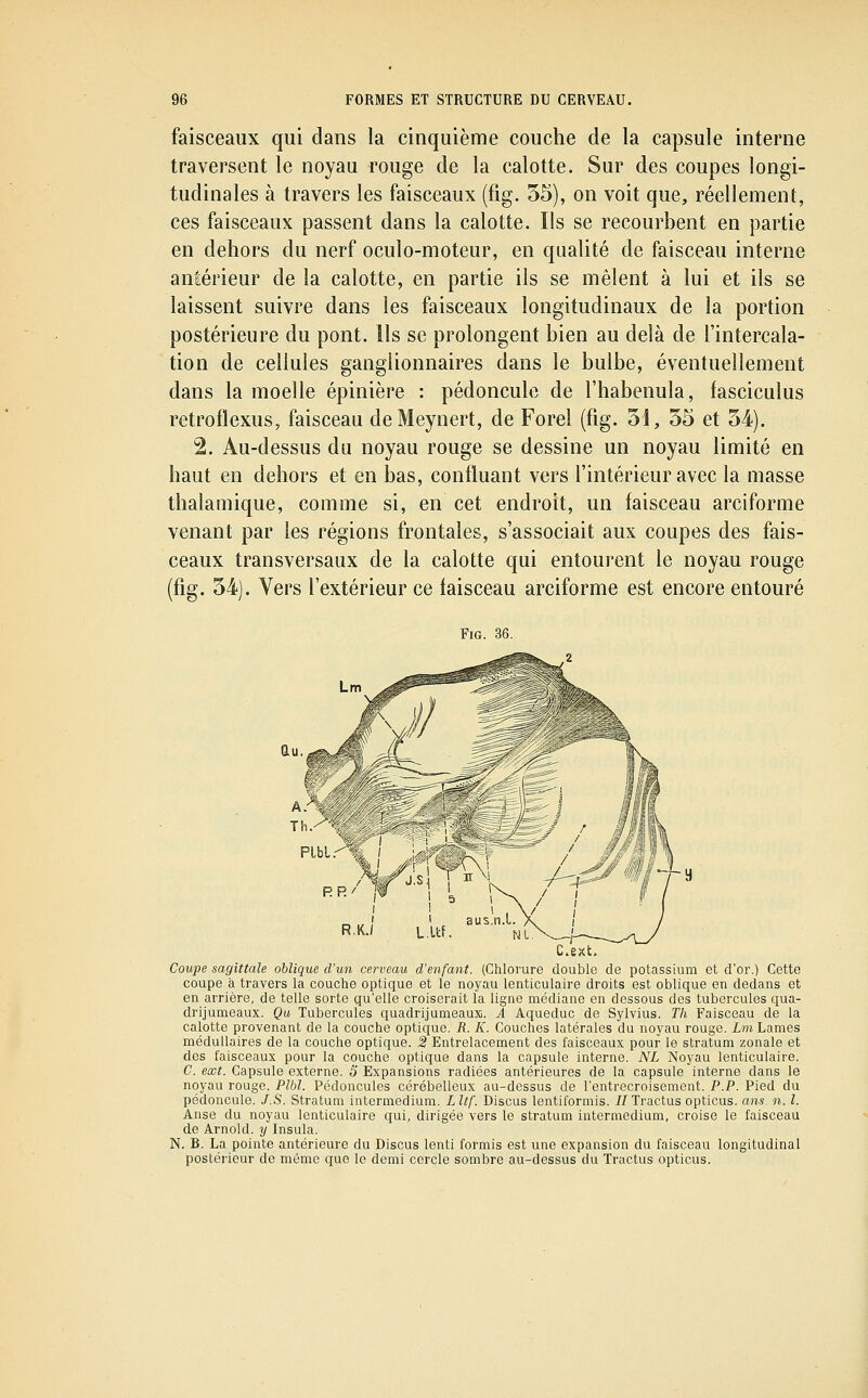 faisceaux qui dans la cinquième couche de la capsule interne traversent le noyau rouge de la calotte. Sur des coupes longi- tudinales à travers les faisceaux (fig. 55), on voit que, réellement, ces faisceaux passent dans la calotte. Ils se recourbent en partie en dehors du nerf oculo-moteur, en qualité de faisceau interne antérieur de la calotte, en partie ils se mêlent à lui et ils se laissent suivre dans les faisceaux longitudinaux de la portion postérieure du pont. Us se prolongent bien au delà de l'intercala- tion de cellules ganglionnaires dans le bulbe, éventuellement dans la moelle épinière : pédoncule de l'habenula, fasciculus retroflexus, faisceau deMeynert, de Forel (fig. 51, 55 et 54). 2. Au-dessus du noyau rouge se dessine un noyau limité en haut en dehors et en bas, confluant vers l'intérieur avec la masse thalamique, comme si, en cet endroit, un faisceau arciforme venant par les régions frontales, s'associait aux coupes des fais- ceaux transversaux de la calotte qui entourent le noyau rouge (fig. 54). Vers l'extérieur ce faisceau arciforme est encore entouré Fig. 36. RR/ C.ext. Coupe sagittale oblique d'un cerveau d'enfant. (Chlorure double de potassium et d'or.) Cette coupe à travers la couche optique et le noyau lenticulaire droits est oblique en dedans et en arrière, de telle sorte qu'elle croiserait la ligne médiane en dessous des tubercules qua- drijumeaux. Qu Tubercules quadrijumeaus. Â Aqueduc de Sylvius. Th Faisceau de la calotte provenant de la couche optique. R. K. Couches latérales du noyau rouge. Lm Lames médullaires de la couche optique. 2 Entrelacement des faisceaux pour le stratum zonale et des faisceaux pour la couche optique dans la capsule interne. NL Noyau lenticulaire. C. ext. Capsule externe. 5 Expansions radiées antérieures de la capsule interne dans le noyau rouge. Plbl. Pédoncules cérébelleux au-dessus de l'entrecroisement. P.P. Pied du pédoncule. J.S. Stratum intermedium. Lltf. Discus lentiformis. //Tractus opticus. ans. n. l. Anse du noyau lenticulaire qui, dirigée vers le stratum intermedium, croise le faisceau de Arnold, y Insula. N. B. La pointe antérieure du Discus lenti formis est une expansion du faisceau longitudinal postérieur de même que le demi cercle sombre au-dessus du Tractus opticus.