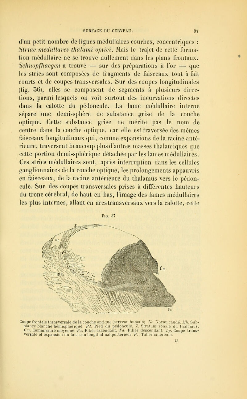 d'un petit nombre de lignes médullaires courbes, concentriques : Striae medullares thalami optici. Mais le trajet de cette forma- tion médullaire ne se trouve nullement dans les plans frontaux. Sclinopfliaegen a trouvé — sur des préparations à l'or — que les stries sont composées de fragments de faisceaux tout à fait courts et de coupes transversales. Sur des coupes longitudinales (fig. 56), elles se composent de segments à plusieurs direc- tions, parmi lesquels on voit surtout des incurvations directes dans la calotte du pédoncule. La lame médullaire interne sépare une demi-sphère de substance grise de la couche optique. Cette substance grise ne mérite pas le nom de centre dans la couche optique, car elle est traversée des mêmes faisceaux longitudinaux qui, comme expansions de la racine anté- rieure, traversent beaucoup plus d'autres masses thalamiques que cette portion demi-sphérique détachée par les lames médullaires. Ces stries médullaires sont, après interruption dans les cellules ganglionnaires de la couche optique, les prolongements appauvris en faisceaux, de la racine antérieure du thalamus vers le pédon- cule. Sur des coupes transversales prises à différentes hauteurs du tronc cérébral, de haut en bas, l'image des lames médullaires les plus internes, allant en arcs transversaux vers la calotte, cette Fig. 37. Coupe frontale transversale de la couche optique (cerveau humain). Nu. Noyau caudé. 3Ih. Sub- stance blanche hémisphérique. Pd. Pied du pédoncule. Z. Stratum zonale du thalamus. Cm. Commissure moyenne. Fa. Pilier ascendant. Fd. Pilier descendant. Lp. Coupe trans- versale et expansion du faisceau longitudinal postérieur. Fc. Tuber cinereum. 13