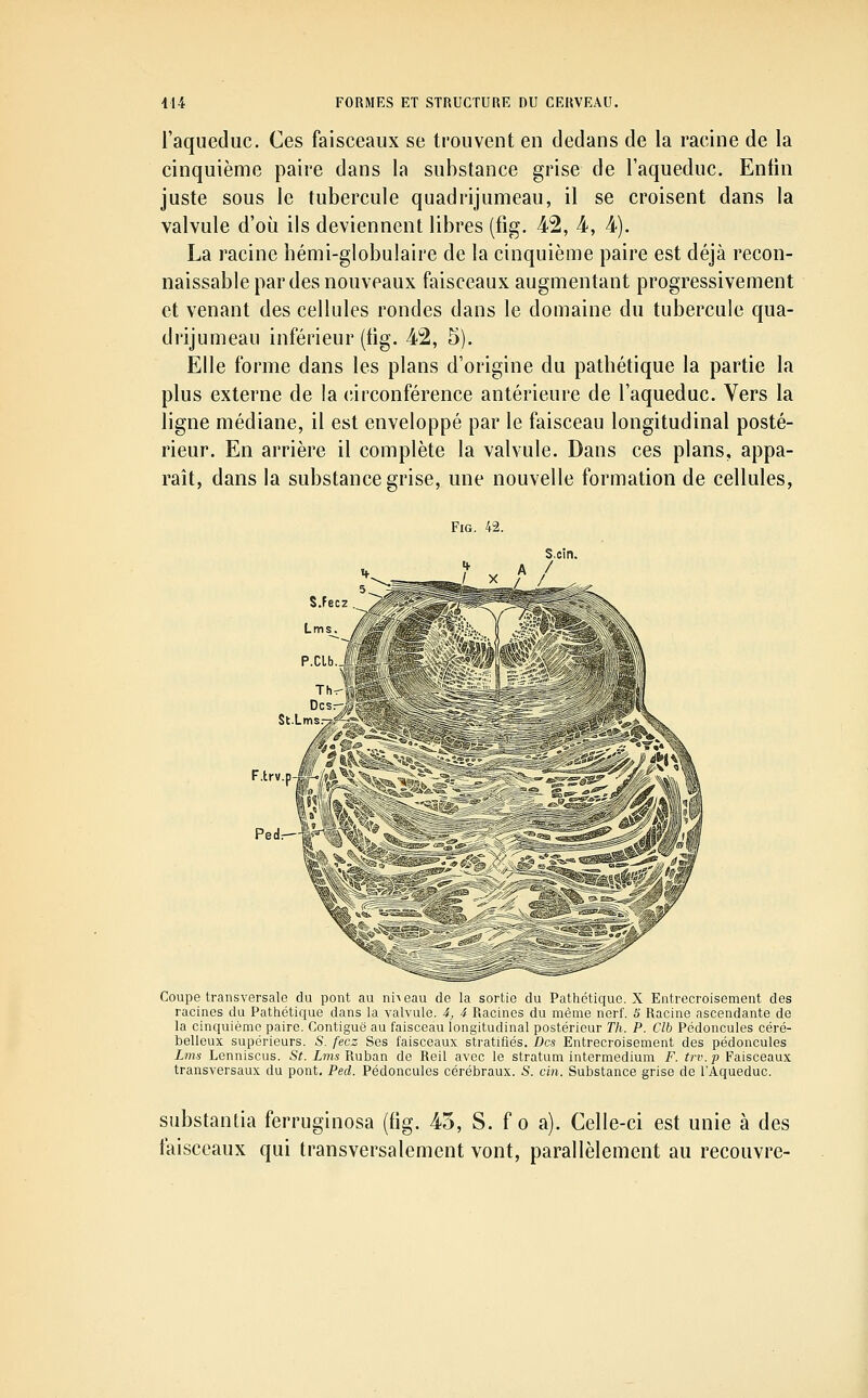 l'aqueduc. Ces faisceaux se trouvent en dedans de la racine de la cinquième paire dans la substance grise de l'aqueduc. Enfin juste sous le tubercule quadrijumeau, il se croisent dans la valvule d'où ils deviennent libres (fig. 42, 4, 4). La racine bémi-globulaire de la cinquième paire est déjà recon- naissable par des nouveaux faisceaux augmentant progressivement et venant des cellules rondes dans le domaine du tubercule qua- drijumeau inférieur (fig. 42, 5). Elle forme dans les plans d'origine du pathétique la partie la plus externe de la (îirconférence antérieure de l'aqueduc. Vers la ligne médiane, il est enveloppé par le faisceau longitudinal posté- rieur. En arrière il complète la valvule. Dans ces plans, appa- raît, dans la substance grise, une nouvelle formation de cellules, Fig. 42. F.trv.p Pedr- Coupe transversale du pont au niveau de la sortie du Pathétique. X Entrecroisement des racines du Pathétique dans la valvule, i, 4 Racines du même nerf. S Racine ascendante de la cinquième paire. Contiguë au faisceau longitudinal postérieur Th. P. Clb Pédoncules céré- belleux supérieurs. S. fecz Ses faisceaux stratifiés. Des Entrecroisement des pédoncules Lms Lenniscus. St. Lms Ruban de Reil avec le stratum intermedium F. trv. p Faisceaux transversaux du pont, Ped. Pédoncules cérébraux. S. cin. Substance grise de l'Aqueduc. substantia ferruginosa (fig. 45, S. f o a). Celle-ci est unie à des faisceaux qui transversalement vont, parallèlement au recouvre-