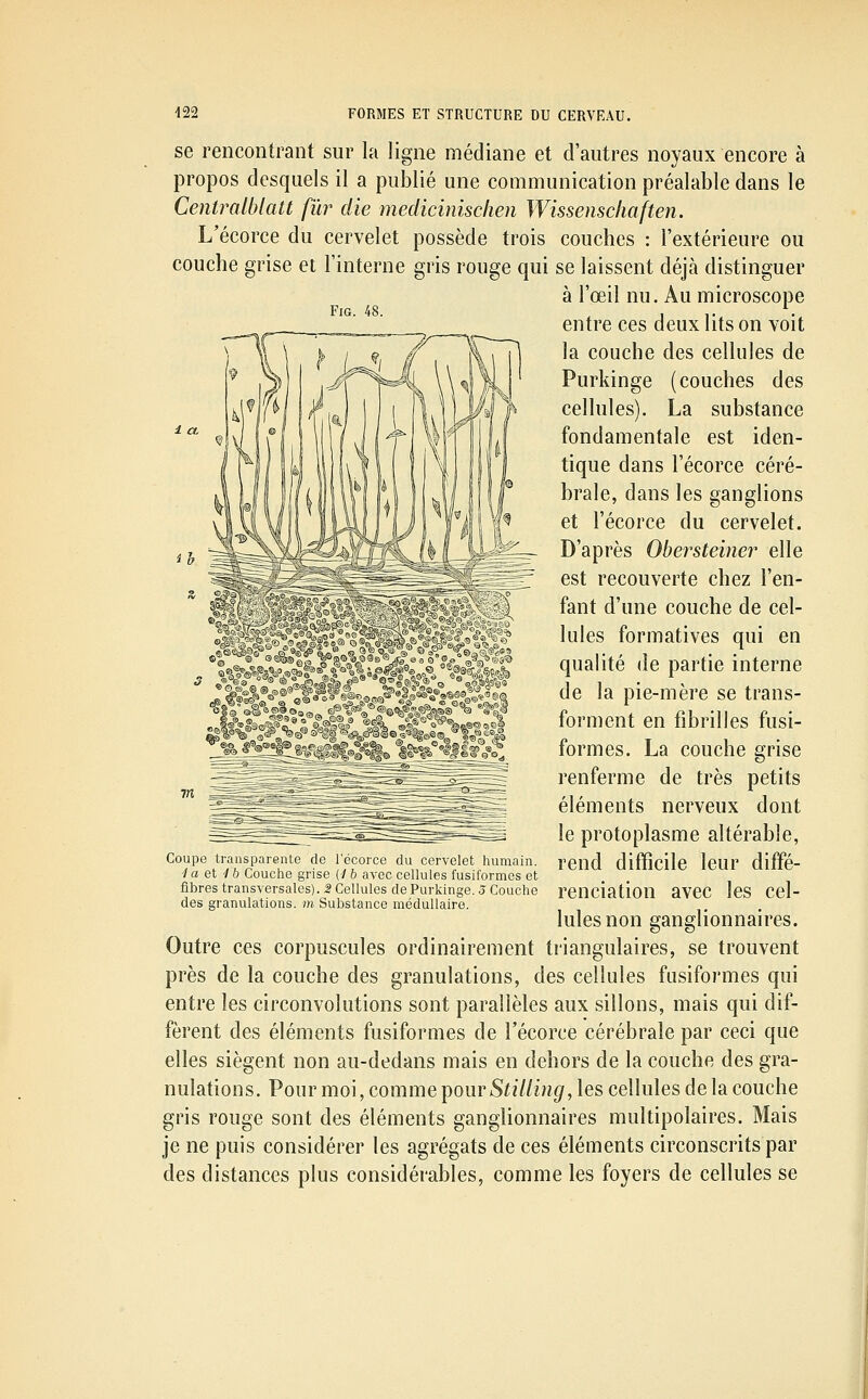 FiG. 48. i a. se rencontrant sur la ligne médiane et d'autres noyaux encore à propos desquels il a publié une communication préalable dans le CentraIblatt fur die medicinisclien Wissenscliaften. L'écorce du cervelet possède trois couches : l'extérieure ou couche grise et l'interne gris rouge qui se laissent déjà distinguer à l'œil nu. Au microscope entre ces deux lits on voit la couche des cellules de Purkinge (couches des cellules). La substance fondamentale est iden- tique dans l'écorce céré- brale, dans les ganglions et l'écorce du cervelet. D'après Obersteiner elle est recouverte chez l'en- fant d'une couche de cel- lules formatives qui en qualité de partie interne de la pie-mère se trans- forment en fibrilles fusi- formes. La couche grise renferme de très petits éléments nerveux dont le protoplasme altérable, rend difficile leur diffé- renciation avec les cel- lules non ganglionnaires. Outre ces corpuscules ordinairement triangulaires, se trouvent près de la couche des granulations, des cellules fiisiformes qui entre les circonvolutions sont parallèles aux sillons, mais qui dif- fèrent des éléments fusiformes de l'écorce cérébrale par ceci que elles siègent non au-dedans mais en dehors de la couche des gra- nulations. Pour moi, comme pourSif//iîî^, les cellules de la couche gris rouge sont des éléments ganglionnaires multipolaires. Mais je ne puis considérer les agrégats de ces éléments circonscrits par des distances plus considérables, comme les foyers de cellules se Coupe transparente de l'écorce du cervelet humain. 'la et ■ib Couche grise {i h avec cellules fusiformes et fibres transversales). 2 Cellules de Purkinge. 3 Couche des granulations, m Substance médullaire.