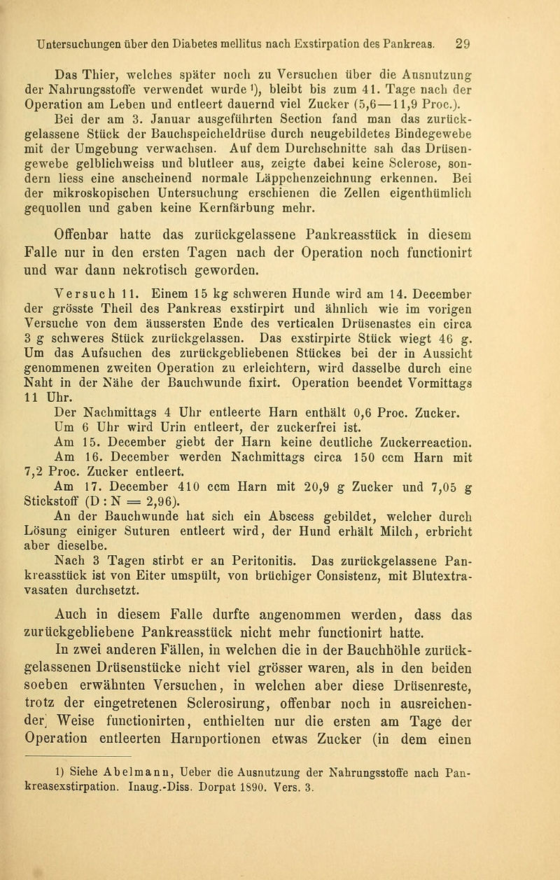 Das Thier, welches später noch zu Versuchen über die Ausnutzung der Nahrungsstoffe verwendet wurde1), bleibt bis zum 41. Tage nach der Operation am Leben und entleert dauernd viel Zucker (5,6—11,9 Proc). Bei der am 3. Januar ausgeführten Section fand man das zurück- gelassene Stück der Bauchspeicheldrüse durch neugebildetes Bindegewebe mit der Umgebung verwachsen. Auf dem Durchschnitte sah das Drüsen- gewebe gelblichweiss und blutleer aus, zeigte dabei keine Sclerose, son- dern liess eine anscheinend normale Läppchenzeichnung erkennen. Bei der mikroskopischen Untersuchung erschienen die Zellen eigenthümlich gequollen und gaben keine Kernfärbung mehr. Offenbar hatte das zurückgelassene Pankreasstück in diesem Falle nur in den ersten Tagen nach der Operation noch functionirt und war dann nekrotisch geworden. Versuch 11. Einem 15 kg schweren Hunde wird am 14. December der grösste Theil des Pankreas exstirpirt und ähnlich wie im vorigen Versuche von dem äussersten Ende des verticalen Drüsenastes ein circa 3 g schweres Stück zurückgelassen. Das exstirpirte Stück wiegt 46 g. Um das Aufsuchen des zurückgebliebenen Stückes bei der in Aussicht genommenen zweiten Operation zu erleichtern, wird dasselbe durch eine Naht in der Nähe der Bauchwunde fixirt. Operation beendet Vormittags 11 Uhr. Der Nachmittags 4 Uhr entleerte Harn enthält 0,6 Proc. Zucker. Um 6 Uhr wird Urin entleert, der zuckerfrei ist. Am 15. December giebt der Harn keine deutliche Zuckerreaction. Am 16. December werden Nachmittags circa 150 ccm Harn mit 7,2 Proc. Zucker entleert. Am 17. December 410 ccm Harn mit 20,9 g Zucker und 7,05 g Stickstoff (D : N = 2,96). An der Bauch wunde hat sich ein Abscess gebildet, welcher durch Lösung einiger Suturen entleert wird, der Hund erhält Milch, erbricht aber dieselbe. Nach 3 Tagen stirbt er an Peritonitis. Das zurückgelassene Pan- kreasstück ist von Eiter umspült, von brüchiger Consistenz, mit Blutextra- vasaten durchsetzt. Auch in diesem Falle durfte angenommen werden, dass das zurückgebliebene Pankreasstück nicht mehr functionirt hatte. In zwei anderen Fällen, in welchen die in der Bauchhöhle zurück- gelassenen Drüsenstücke nicht viel grösser waren, als in den beiden soeben erwähnten Versuchen, in welchen aber diese Drüsenreste, trotz der eingetretenen Sclerosirung, offenbar noch in ausreichen- der^ Weise functionirten, enthielten nur die ersten am Tage der Operation entleerten Harnportionen etwas Zucker (in dem einen 1) Siehe Abel mann, Ueber die Ausnutzung der Nahrungsstoffe nach Pan- kreasexstirpation. Inaug.-Diss. Dorpat 1890. Vers. 3.