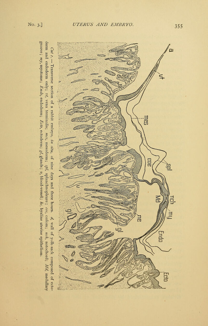 No. 3.] UTERUS AND EMBRYO. « p- tq ^ a> p •-t 3, cr .O'^ 5' (^ p_ m 5' 3 -■ cr a> o _ — c- (T) ffi J^ i^ uj C- ft) r ft <^V:V