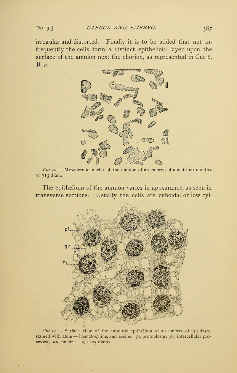 irregular and distorted. Finally it is to be added that not in- frequently the cells form a distinct epithelioid layer upon the surface of the amnion next the chorion, as represented in Cut 8, B, a. '^I^A ^^1 'tia^S JJ<« 0 C^ C«<i' /o. — Mesodermic nuclei of the amnion of an embryo of about four months. X 713 diam. The epithelium of the amnion varies in appearance, as seen in transverse sections. Usually the cells are cuboidal or low cyl- nix. X i Cut II. — Surface view of the amniotic epithelium of an embryo of 144 days; stained with alum — haematoxyline, and eosine. //, protoplasm; pr, intercellu-lar pro- cesses; nu, nucleus. X 1225 diams.