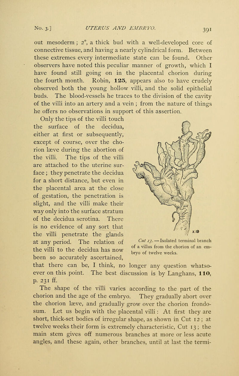 out mesoderm ; 2°, a thick bud with a well-developed core of connective tissue, and having a nearly cylindrical form. Between these extremes every intermediate state can be found. Other observers have noted this peculiar manner of growth, which I have found still going on in the placental chorion during the fourth month. Robin, 125, appears also to have crudely observed both the young hollow villi, and the solid epithelial buds. The blood-vessels he traces to the division of the cavity of the villi into an artery and a vein ; from the nature of things he offers no observations in support of this assertion. Only the tips of the villi touch the surface of the decidua, either at first or subsequently, except of course, over the cho- rion laeve during the abortion of the villi. The tips of the villi are attached to the uterine sur- face ; they penetrate the decidua for a short distance, but even in the placental area at the close of gestation, the penetration is slight, and the villi make their way only into the surface stratum of the decidua serotina. There is no evidence of any sort that the villi penetrate the glands at any period. The relation of the villi to the decidua has now been so accurately ascertained, that there can be, I think, no longer any question whatso- ever on this point. The best discussion is by Langhans, 110, p. 231 £f. The shape of the villi varies according to the part of the chorion and the age of the embryo. They gradually abort over the chorion laeve, and gradually grow over the chorion frondo- sum. Let us begin with the placental villi: At first they are short, thick-set bodies of irregular shape, as shown in Cut 12 ; at twelve weeks their form is extremely characteristic, Cut 13 ; the main stem gives off numerous branches at more or less acute angles, and these again, other branches, until at last the termi- Cut ij. — Isolated terminal branch of a villus from the chorion of an em- bryo of twelve weeks.