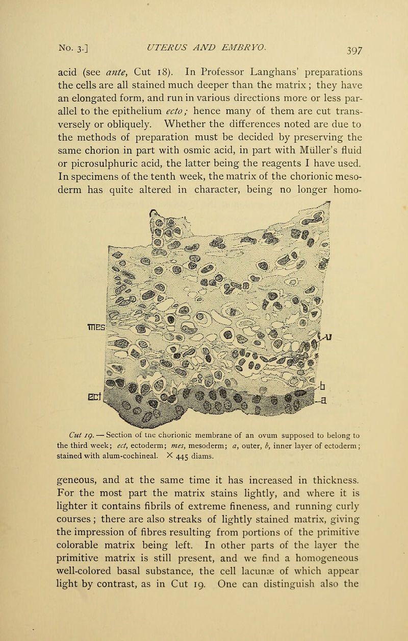 acid (see ante, Cut 18). In Professor Langhans' preparations the cells are all stained much deeper than the matrix ; they have an elongated form, and run in various directions more or less par- allel to the epithelium ecto; hence many of them are cut trans- versely or obliquely. Whether the differences noted are due to the methods of preparation must be decided by preserving the same chorion in part with osmic acid, in part with Muller's fluid or picrosulphuric acid, the latter being the reagents I have used. In specimens of the tenth week, the matrix of the chorionic meso- derm has quite altered in character, being no longer homo- ^- .^ 1 a o ^ s.^^' Cut ig. — Sectiun of tnc cliurionic membrane of an ovum supposed to belong to the third week; ect, ectoderm; mes, mesoderm; a, outer, b, inner layer of ectoderm; stained with alum-cochineal. X 445 diams. geneous, and at the same time it has increased in thickness. For the most part the matrix stains lightly, and where it is lighter it contains fibrils of extreme fineness, and running curly courses; there are also streaks of lightly stained matrix, giving the impression of fibres resulting from portions of the primitive colorable matrix being left. In other parts of the layer the primitive matrix is still present, and we find a homogeneous well-colored basal substance, the cell lacuna; of which appear light by contrast, as in Cut 19. One can distinguish also the