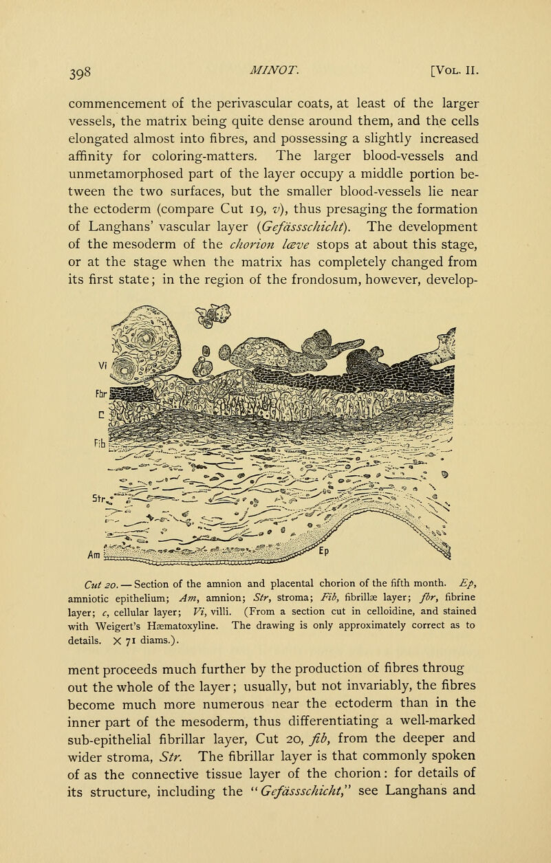 commencement of the perivascular coats, at least of the larger vessels, the matrix being quite dense around them, and the cells elongated almost into fibres, and possessing a slightly increased affinity for coloring-matters. The larger blood-vessels and unmetamorphosed part of the layer occupy a middle portion be- tween the two surfaces, but the smaller blood-vessels lie near the ectoderm (compare Cut 19, i^, thus presaging the formation of Langhans' vascular layer {GefdssschicJit). The development of the mesoderm of the chorion IcBve stops at about this stage, or at the stage when the matrix has completely changed from its first state; in the region of the frondosum, however, develop- Cut 20. — Section of the amnion and placental chorion of the fifth month. Ep, amniotic epithelium; Am, amnion; Str, stroma; Fib, fibrillse layer; fir, fibrine layer; c, cellular layer; Vi, villi. (From a section cut in celloidine, and stained with Weigert's Hsematoxyline. The drawing is only approximately correct as to details. X 71 diams.). ment proceeds much further by the production of fibres throug out the whole of the layer; usually, but not invariably, the fibres become much more numerous near the ectoderm than in the inner part of the mesoderm, thus differentiating a well-marked sub-epithelial fibrillar layer, Cut 20, fib, from the deeper and wider stroma, Str. The fibrillar layer is that commonly spoken of as the connective tissue layer of the chorion: for details of its structure, including the '' Gefdssschicht, see Langhans and