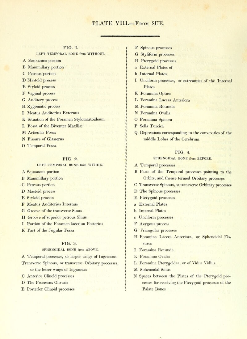 FIG. I. LEFT TEMPORAL BONE from WITHOUT. A Squamous portion B Mammillary portion C Petrous portion D Mastoid process E Styloid process F Vaginal process G Auditory process H Zygomatic process I Meatus Auditorius Externus K Situation of the Foramen Stylomastoideum L Fossa of the Biventer Maxillae M Articular Fossa N Fissure of Glasserus 0 Temporal Fossa FIG. 2. LEFT TEMPORAL BONE from WITHIN. A Squamous portion B Mammillary portion C Petrous portion D Mastoid process E Styloid process F Meatus Auditorius Internus G Groove of the transverse Sinus H Groove of superior-petrous Sinus 1 Portion of the Foramen lacerum Posterius K Part of the Jugular Fossa FIG. 3. SPHENOIDAL BONE from ABOVE. A Temporal processes, or larger wings of Ingrassias Transverse Spinous, or transverse Orbitary processes, or the lesser wings of Ingrassias C Anterior Clinoid processes D The Processus Oiivaris E Posterior Clinoid processes F Spinous processes G Styliform processes H Pterygoid processes a External Plates of b Internal Plates I Unciform processes, or extremities of the Internal Plates K Foramina Optica L Foramina Lacera Anteriora M Foramina Rotunda N Foramina Ovalia 0 Foramina Spinosa P Sella Turcica Q Depressions corresponding to the convexities of the middle Lobes of the Cerebrum FIG. 4. SPHENOIDAL BONE from BEFORE. A Temporal processes B Parts of the Temporal processes pointing to the Orbits, and thence termed Orbitary processes C Transverse Spinous, or transverse Orbitary processes D The Spinous processes E Pterygoid processes a External Plates b Internal Plates c Unciform processes F Azygous process G Triangular processes H Foramina Lacera Anteriora, or Sphenoidal Fis- sures 1 Foramina Rotunda K Foramina Ovalia L Foramina Pterygoidea, or of Vidus Vidius M Sphenoidal Sinus N Spaces between the Plates of the Pterygoid pro- cesses for receiving the Pterygoid processes of the Palate Bones