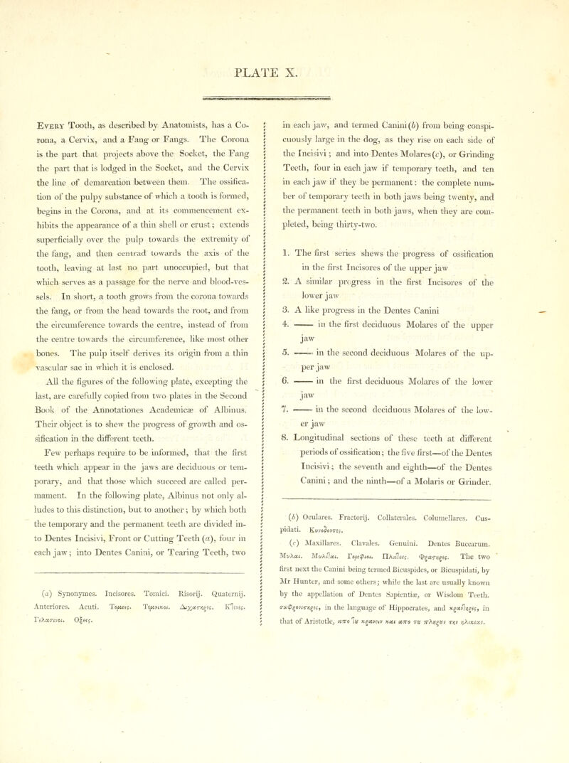Every Tooth, as described by Anatomists, has a Co- rona, a Cervix, and a Fang or Fangs. The Corona is the part that projects above the Socket, the Fang the part that is lodged in the Socket, and the Cervix the line of demarcation between them. The ossifica- tion of the pulpy substance of which a tooth is formed, beo-ins in the Corona, and at its commencement ex- hibits the appearance of a thin shell or crust; extends superficially over the pulp towards the extremity of the fang, and then centrad towards the axis of the tooth, leaving at last no part unoccupied, but that which serves as a passage for the nerve and blood-ves- sels. In short, a tooth grows from the corona towards the fang, or from the head towards the root, and from the circumference towards the centre, instead of from the centre towards the circumference, like most other bones. The pulp itself derives its origin from a thin vascular sac in which it is enclosed. All the figures of the following plate, excepting the last, are carefully copied from two plates in the Second Book of the Annotationes Academicae of Albinus. Their object is to shew the progress of growth and os- sification in the different teeth. Few perhaps require to be informed, that the first teeth which appear in the jaws are deciduous or tem- porary, and that those which succeed are called per- mament. In the following plate, Albinus not only al- ludes to this distinction, but to another; by which both the temporary and the permanent teeth are divided in- to Dentes Incisivi, Front or Cutting Teeth (a), four in each jaw; into Dentes Canini, or Tearing Teeth, two (a) Synonymes. Incisores. Tomici. Risorij. Quaternij. Anteriores. Acuti. To,kh{. TiptiKoi. Aiy^ctrt^s. KIevsj. in each jaw, and termed Canini (b) from being conspi- cuously large in the dog, as they rise on each side of the Incisivi; and into Dentes Molares(c), or Grinding Teeth, four in each jaw if temporary teeth, and ten in each jaw if they be permanent: the complete num- ber of temporary teeth in both jaws being twenty, and the permanent teeth in both jaws, when they are com- pleted, being thirty-two. 1. The first series shews the progress of ossification in the first Incisores of the upper jaw 2. A similar progress in the first Incisores of the lower jaw 3. A like progress in the Dentes Canini 4. in the first deciduous Molares of the upper jaw 5. -—— in the second deciduous Molares of the up- per jaw 6. in the first deciduous Molares of the lower jaw 7. in the second deciduous Molares of the low- er jaw 8. Longitudinal sections of these teeth at different periods of ossification; the five first—of the Dentes Incisivi; the seventh and eighth—of the Dentes Canini; and the ninth—of a Molaris or Grinder. (&) Oculares. Fractorij. Collatcrales. Columellares. Cus- pidati. KuvaJoms. (c) Maxillares. Clavales. Genuini. Dentes Buccarum. MvA«i. MuA<1«i. TouQioi. riA«]«;, <I>g«5-j)gs;. The two first next the Canini being termed Bicuspides, or Bicuspidati, by Mr Hunter, and some others; while the last are usually known by the appellation of Dentes Sapiential, or Wisdom Teeth. G-apgows-jjgsf, in the language of Hippocrates, and xgowlugss, in that of Aristotle, «wo7a xg«j>«v xeti ctno ts ttM^i *yi r,MKiav.
