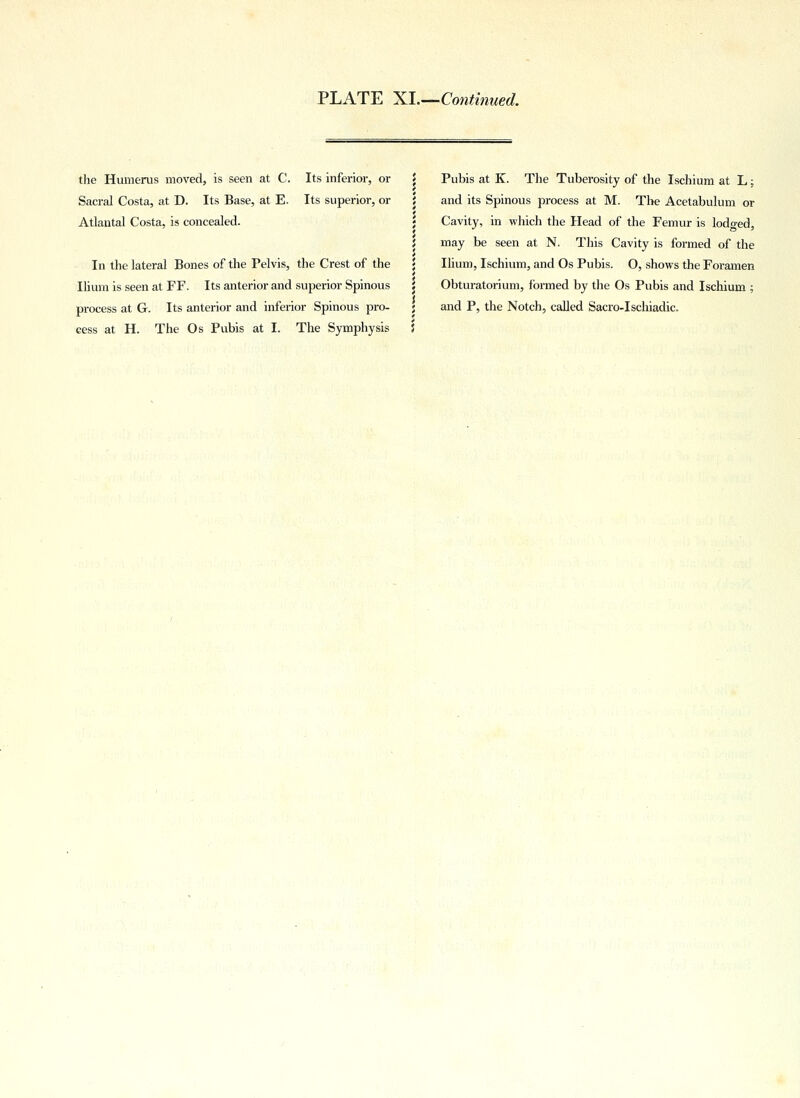 the Humerus moved, is seen at C. Its inferior, or Sacral Costa, at D. Its Base, at E. Its superior, or Atlautal Costa, is concealed. In the lateral Bones of the Pelvis, the Crest of the Ilium is seen at FF. Its anterior and superior Spinous process at G. Its anterior and inferior Spinous pro- cess at H. The Os Pubis at I. The Symphysis Pubis at K. The Tuberosity of the Ischium at L; and its Spinous process at M. The Acetabulum or Cavity, in which the Head of the Femur is lodged, may be seen at N. This Cavity is formed of the Ilium, Ischium, and Os Pubis. O, shows the Foramen Obturatorium, formed by the Os Pubis and Ischium ; and P, the Notch, called Sacro-Ischiadic.