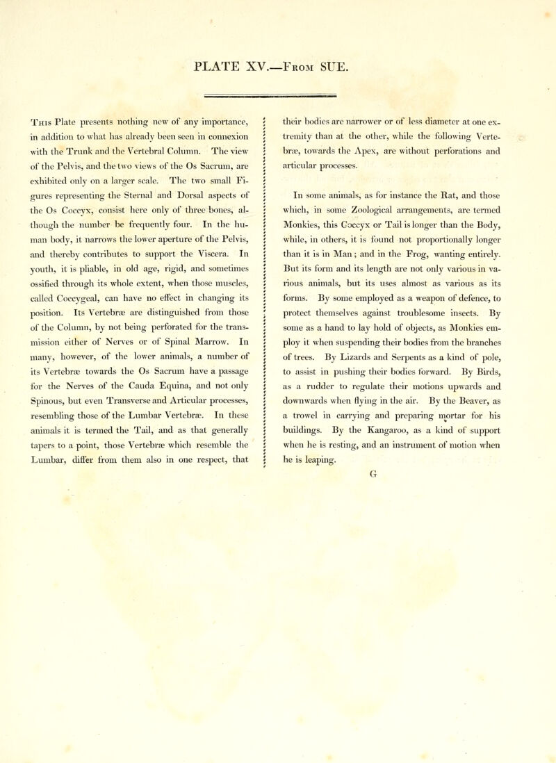 This Plate presents nothing new of any importance, in addition to what has already been seen in connexion with the Trunk and the Vertebral Column. The view of the Pelvis, and the two views of the Os Sacrum, are exhibited only on a larger scale. The two small Fi- gures representing the Sternal and Dorsal aspects of the Os Coccyx, consist here only of three bones, al- though the number be frequently four. In the hu- man bod)', it narrows the lower aperture of the Pelvis, and thereby contributes to support the Viscera. In youth, it is pliable, in old age, rigid, and sometimes ossified through its whole extent, when those muscles, called Coccygeal, can have no effect in changing its position. Its Vertebras are distinguished from those of the Column, by not being perforated for the trans- mission either of Nerves or of Spinal Marrow. In many, however, of the lower animals, a number of its Vertebra? towards the Os Sacrum have a passage for the Nerves of the Cauda Equina, and not only Spinous, but even Transverse and Articular processes, resembling those of the Lumbar Vertebra?. In these animals it is termed the Tail, and as that generally tapers to a point, those Vertebrae which resemble the Lumbar, differ from them also in one respect, that their bodies are narrower or of less diameter at one ex- tremity than at the other, while the following Verte- bra?, towards the Apex, are without perforations and articular processes. In some animals, as for instance the Rat, and those which, in some Zoological arrangements, are termed Monkies, this Coccyx or Tail is longer than the Body, while, in others, it is found not proportionally longer than it is in Man; and in the Frog, wanting entirely. But its form and its length are not only various in va- rious animals, but its uses almost as various as its forms. By some employed as a weapon of defence, to protect themselves against troublesome insects. By some as a hand to lay hold of objects, as Monkies em- ploy it when suspending their bodies from the branches of trees. By Lizards and Serpents as a kind of pole, to assist in pushing their bodies forward. By Birds, as a rudder to regulate their motions upwards and downwards when flying in the air. By the Beaver, as a trowel in carrying and preparing mortar for his buildings. By the Kangaroo, as a kind of support when he is resting, and an instrument of motion when he is leaping. G
