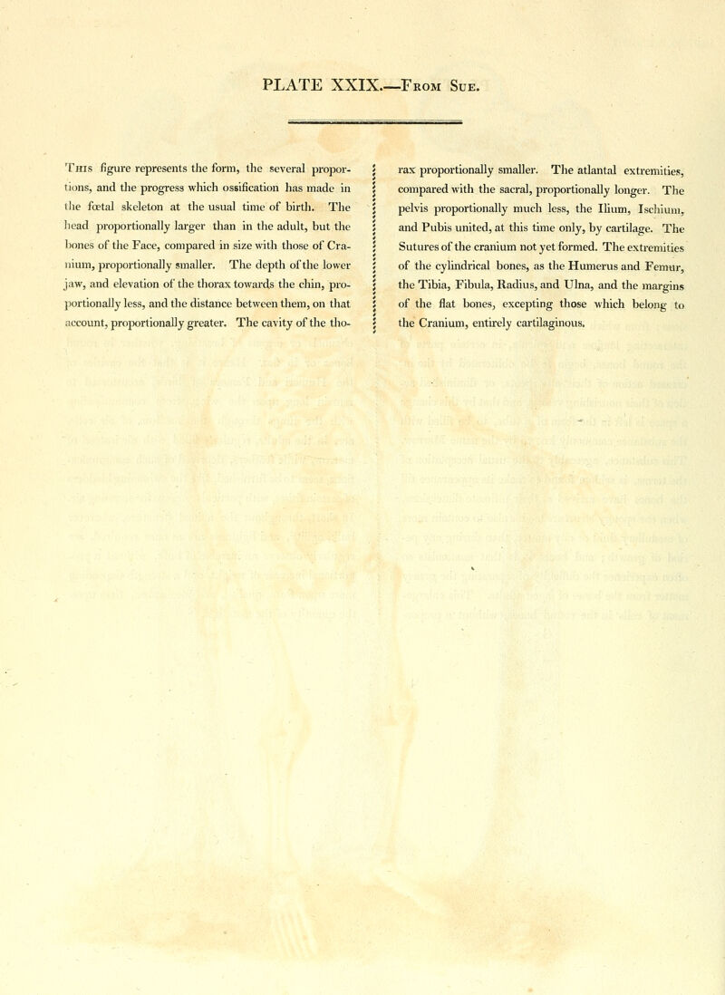 This figure represents the form, the several propor- tions, and the progress which ossification has made in the foetal skeleton at the usual time of birth. The head proportionally larger than in the adult, but the bones of the Face, compared in size with those of Cra- nium, proportionally smaller. The depth of the lower jaw, and elevation of the thorax towards the chin, pro- portionally less, and the distance between them, on that account, proportionally greater. The cavity of the tho- rax proportionally smaller. The atlantal extremities, compared with the sacral, proportionally longer. The pelvis proportionally much less, the Ilium, Ischium, and Pubis united, at this time only, by cartilage. The Sutures of the cranium not yet formed. The extremities of the cylindrical bones, as the Humerus and Femur, the Tibia, Fibula, Radius, and Ulna, and the margins of the flat bones, excepting those which belong to the Cranium, entirely cartilaginous.