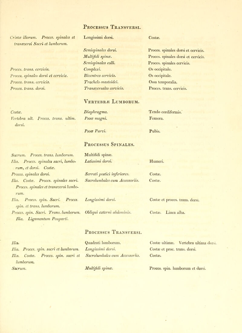 Crista: iliorum. P?vces. spindles et transversi Sacr-i et lumborum. Proces. trans, cervicis. Proces. spinales dorsi et cervicis. Proces. trans, cervicis. Proces. trans, dorsi. Longissimi dorsi. Semispinales dorsi. Multifidi spina;. Semispinales colli. Complexi. Biventres cervicis. Trachelo- m astoidei. Transversales cervicis. Costas. Proces. spinales dorsi et cervicis. Proces. spinales dorsi et cervicis. Proces. spinales cervicis. Os occipitale. Os occipitale. Ossa temporalia. Proces. trans, cervicis. Costce. Vertebra ult. Proces. trans, idtim. dorsi. Vertebra Lumborum. Diaphragma. Psom magni. Psoa Parvi. Tendo cordiformis. Femora. Pubis. Processus Spinales. Multifidi spinas. Latissimi dorsi. Sacrum. Proces. trans, lumborum. Ilia. Proces. spinales sacri, lumbo- rum, et dorsi. Costce. Proces. spinales dorsi. Ilia. Costce. Proces. spinales sacri. Proces. spinales et transversa lumbo- rum. Ilia. Proces. spin. Sacri. Proces. spin, et trans, lumborum. Proces. spin. Sacri. Trans, lumborum. Obliqui externi abdominis. Ilia. Ligamentum Pouparti. Serrati postici inferiores. Sacrolumbales cum Accessoi-iis. Longissimi dorsi Humeri. Costa?. Costa?. Costa et proces. trans, dorsi. Costa;. Linea alba. Ilia. Ilia. Proces. spin, sacri et lumborum. Ilia. Costa. Proces. spin, sacri et lumborum. Sacrum. Processus Transversi. Quadrati lumborum. Longissimi dorsi. Sacrolumbales cum Accessoriis. Multifidi spina. Costa? ultima?. Vertebra ultima dorsi. Costa? et proc. trans, dorsi. Costa?. Proces. spin, lumborum et dorsi.