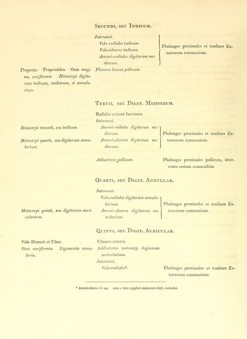 Interossei. Vola radiales indicum. Vola-ulnares indicum. Anconi-radiales digitorum me- diorum. Trapezia. Trapezoidca. Ossa mag- Flexores breves pollicum. na, unc'iformia. Metacarpi digito- rum indicum, mediorum, et annula- rium: Tertii, seu Digit. Mediorum. Radiales externi breviores. Interossei. Metacarpi secundi, seu indicum. Anconi-radiales digitorum me-' diorum. Metacarpi quarti, seu digitorum annu- Anconi-ulnares digitorum mc- larium. diorum. Phalanges proximales et tendines Ex- tensorum communium. Phalanges proximales et tendines Ex- tensorum communium. Adductores pollicum. Phalanges proximales pollicum, inter- ventu ossium sesamoidum. Quarti, seu Digit. Annullar. Interossei. Vola-radiales digitorum annula-' larium. Metacarpi quinti, seu digitorum auri- Anconi-ulnares digitorum an- cular'tum. nularium. Phalanges proximales et tendines Ex- tensorum communium. Quinti, seu Digit. Auricular. Vide Humeri et Ulna?. Ulnares externi. Ossa unc'iformia Ligamcnta annu- Adductores metacarp. digitorum laria. auricularium. Interossei. Vola-radiales*. Phalanges proximales et tendines Ex- tensorum communium. * Anconi-ulnares de: unt eoru a vices supplent abductores digit, auricular.