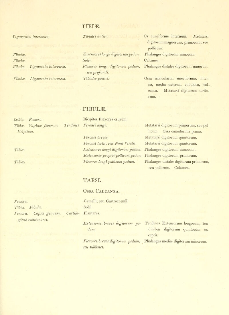 Fibula. Fibula: Fibulcc. Ligamenta interossea. Fibukv. Ligamenta interossea. TIBM. Tibiales antici. Os cuneiforrne internum. Metatarsi digitorum magnorum, primorum, sen pollicum. Extensores longi digitorum pedum. Phalanges digitorum minorum. Solei. Calcanea. Flexores long'i digitorum pedum, Phalanges distales digitorum minorum. sen profundi. Tibiales postici. Ossa navicularia, unceiformia, inter- na, media externa, cuboidea, caW canea. Metatarsi digitorum tertio- rum. FIBULiE. Ischia. Femora. Bicipites Flexores crurum. Tibia: Vagina femorum. Tend'mes Peronei long bicipitum. Tibia: Tibia. Peronei breves. Peronei tertii, sen Noni Vesalii. Metatarsi digitorum primorum, seu pol- licum. Ossa cuneiformia prima. Metatarsi digitorum quintorum. Metatarsi digitorum quintorum. Extensores longi digitorum pedum. Phalanges digitorum minorum. Extensores proprii pollicum pedum. Phalanges digitorum primorum.- Flexores longi pollicum pedum. Phalanges distales digitorum primorum, seu pollicum. Calcanea^ TABSI. Ossa Calcanea. Femora. Gemelli, seu Gastrocnemii. Tibia. Fibula. Solei. Femora. Capsa genuum. Cartila- Plantares. gines semilunares. Extensores breves digitorum pe- Tendines Extensorum longorum, ten- dum. dinibus digitorum quintorum ex- ceptis. Flexores breves digitorum pedum, Phalanges medise digitorum minorum. seu sublimes.