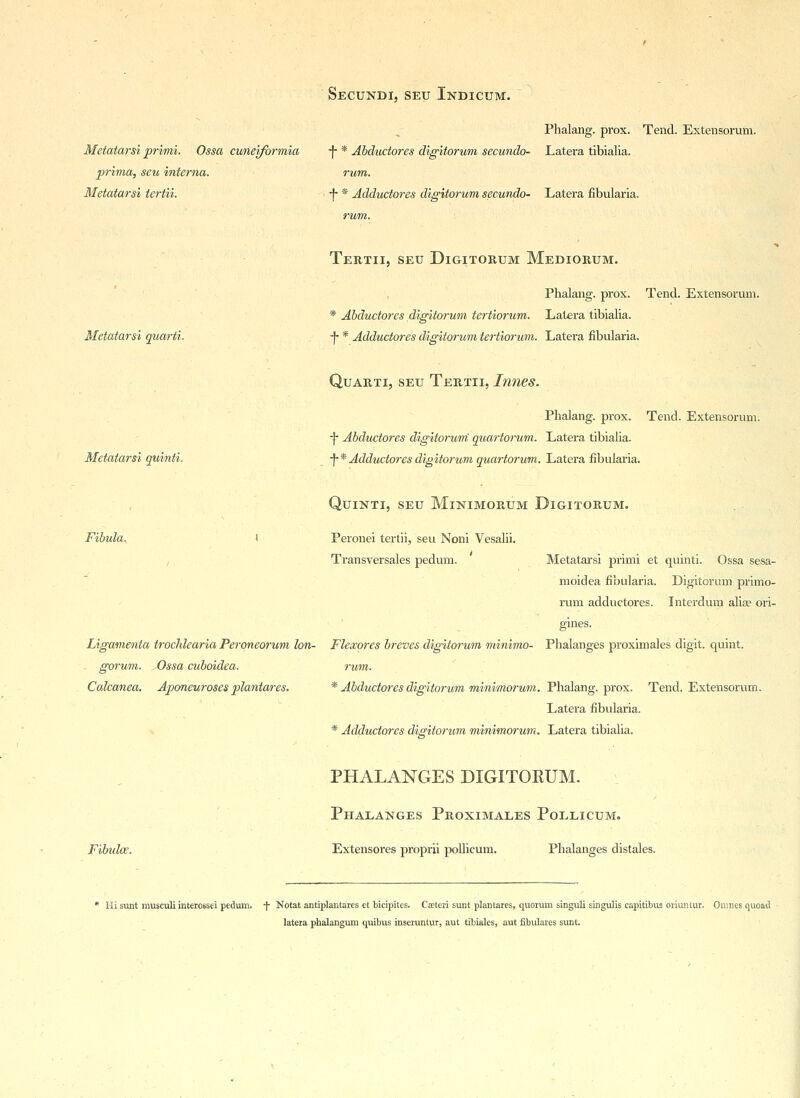 Metatarsi primi. Ossa cuneiforinia prima, seu interna. Metatarsi tertii. Secundi, seu Indicum. Phalang. prox. Tend. Extensorum. •J- * Abductores digitorum secundo- Latera tibialia. rum. ■f * Adductores digitorum secundo- Latera fibularia. rum. Metatarsi quarti. Tertii, seu Digitorum Mediorum. Phalang. prox. Tend. Extensorum. * Abductores digitorum tertiorum. Latera tibialia. ■f * Adductores digitorum tertiorum. Latera fibularia. Metatarsi quinti. Quarti, seu Tertii, Innes. Phalang. prox. Tend. Extensorum. •j- Abductores digitorum quartorum. Latera tibialia. ■f* Adductores digitorum quartorum. Latera fibularia. Fibula. Quinti, seu Minimorum Digitorum. Peronei tertii, seu Noni Vesalii. Transversales pedum. Metatarsi primi et quinti. Ossa sesa- moidea fibularia. Digitorum primo- rum adductores. Interdum alia? ori- Ligamenta trochlearia Peroneorum Ion- Flexores breves digitorum minimo- Phalanges proximales digit, quint. fforum. Ossa cuboidea. rum. Calcanea. Aponeuroses plantares. * Abductores digitorum minimorum. Phalang. prox. Tend. Extensorum. Latera fibularia. * Adductores disitorum minimorum. Latera tibialia. Fibula:. PHALANGES DIGITOKUM. Phalanges Proximales Pollicum. Extensores proprii pollicum. Phalanges distales. Hi sunt musculi inteiossei pedum, f Notat antiplantares et bicipites. Cseteri sunt plantares, quorum singuli singulis capitibus oiiuntur. Omnes quoad lateia phalangum quibus inseiuntur, aut tibiales, aut fibulares sunt.