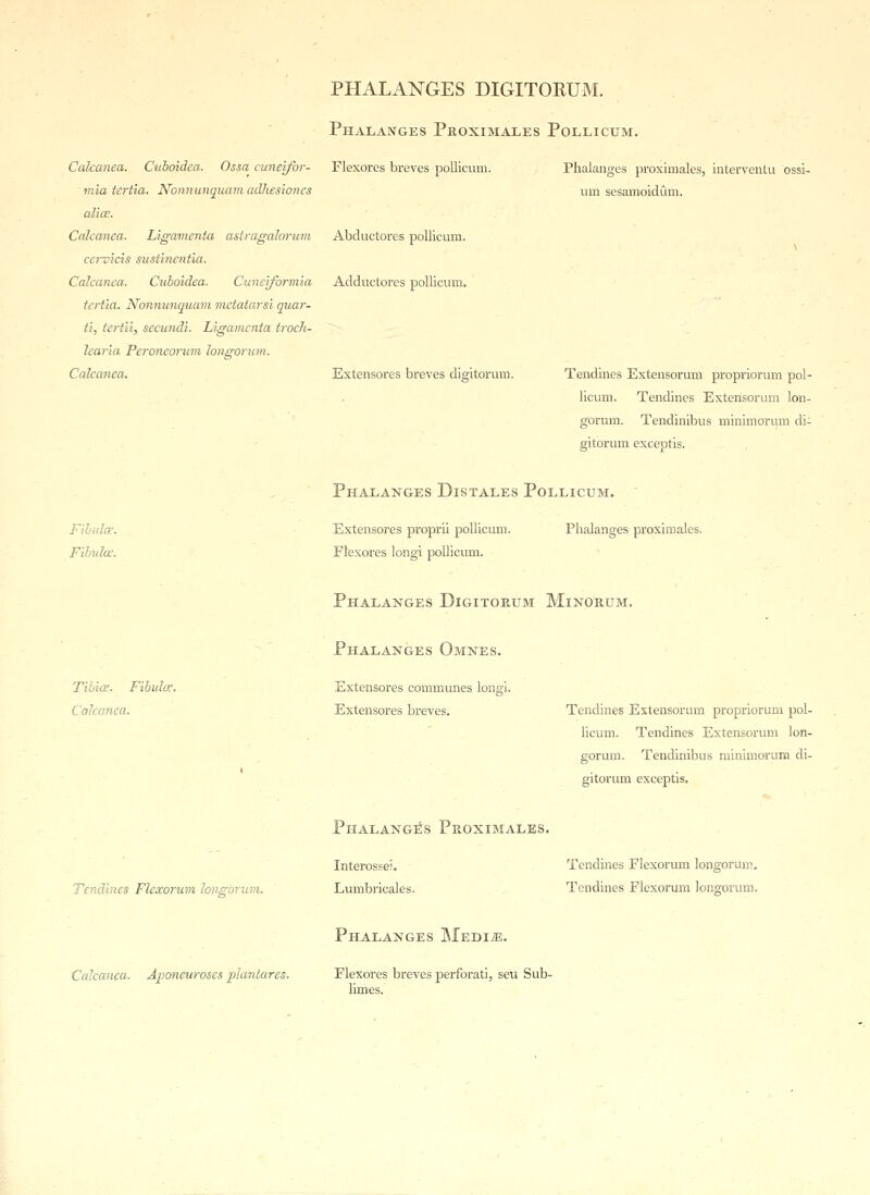 Phalanges Pkoximales Pollicum. Calcanea. Cuhoidea. Ossa cuneifor- mia tertia. Nonnunquam adhesioncs alia;. Calcanea. Ligamenta astragalorum cervicis sustinentia. Calcanea. Cuhoidea. Cuneiformia tertia. Nonnunquam metatarsi quar- ti, tertii, secundi. Ligamenta trocJt- learia Peroneorum longorum. Calcanea. Flexores breves pollicum. Abckictores pollicum. Adductores pollicum. Extensores breves digitorum. Phalanges proximales, interventu ossi- um sesamoidum. Tendines Extensorum propriorum pol- licum. Tendines Extensorum lon- gorum. Tendinibus minimorum di- gitorum exceptis. Fibula?. Fibula: Phalanges Distales Pollicum. Extensores proprii pollicum. Phalanges proximales. Flexores longi pollicum. Phalanges Digitorum Minorum. Tibia;. Fibula:. Calcanea. Phalanges Omnes. Extensores communes longi. Extensores breves. Tendines Extensorum propriorum pol- licum. Tendines Extensorum lon- gorum. Tendinibus minimorum di- gitorum exceptis. Tendines Flexorum longorum. Phalanges Proximales. Interossei. Lumbricales. Tendines Flexorum longorum. Tendines Flexorum longorum. Calcanea. Aponeuroses plantares Phalanges Medije. Flexores breves perforati, seu Sub- limes.